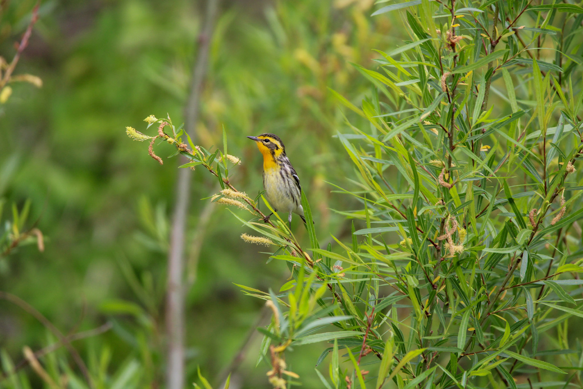 Blackburnian Warbler