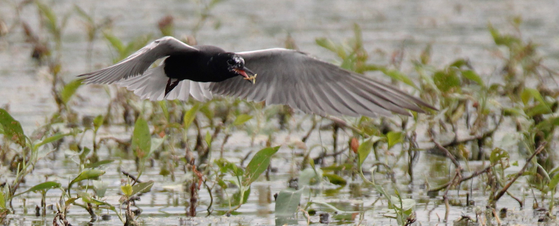 Black Tern