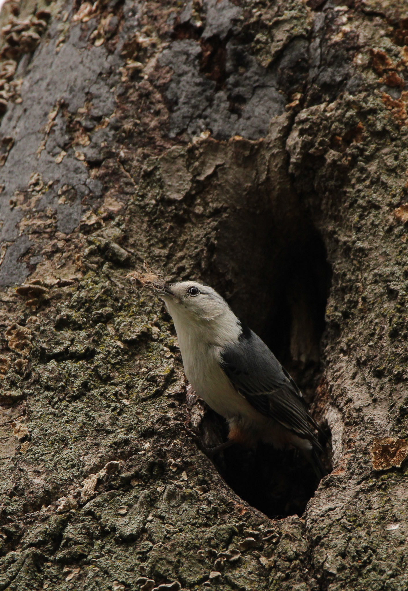 White-breasted Nuthatch