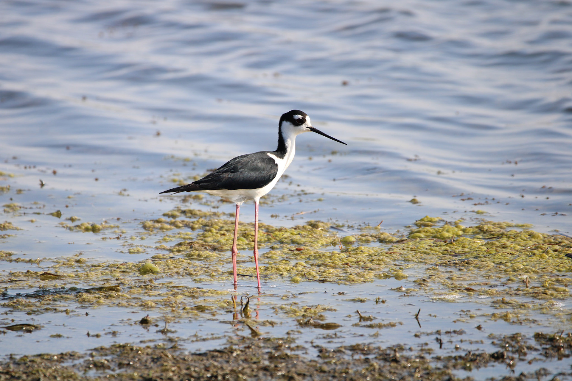 Black-necked Stilt