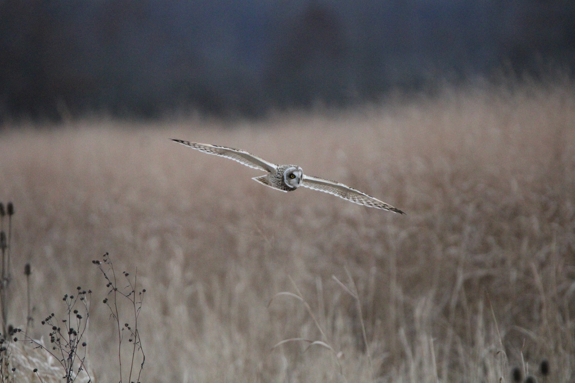 Short-eared Owl