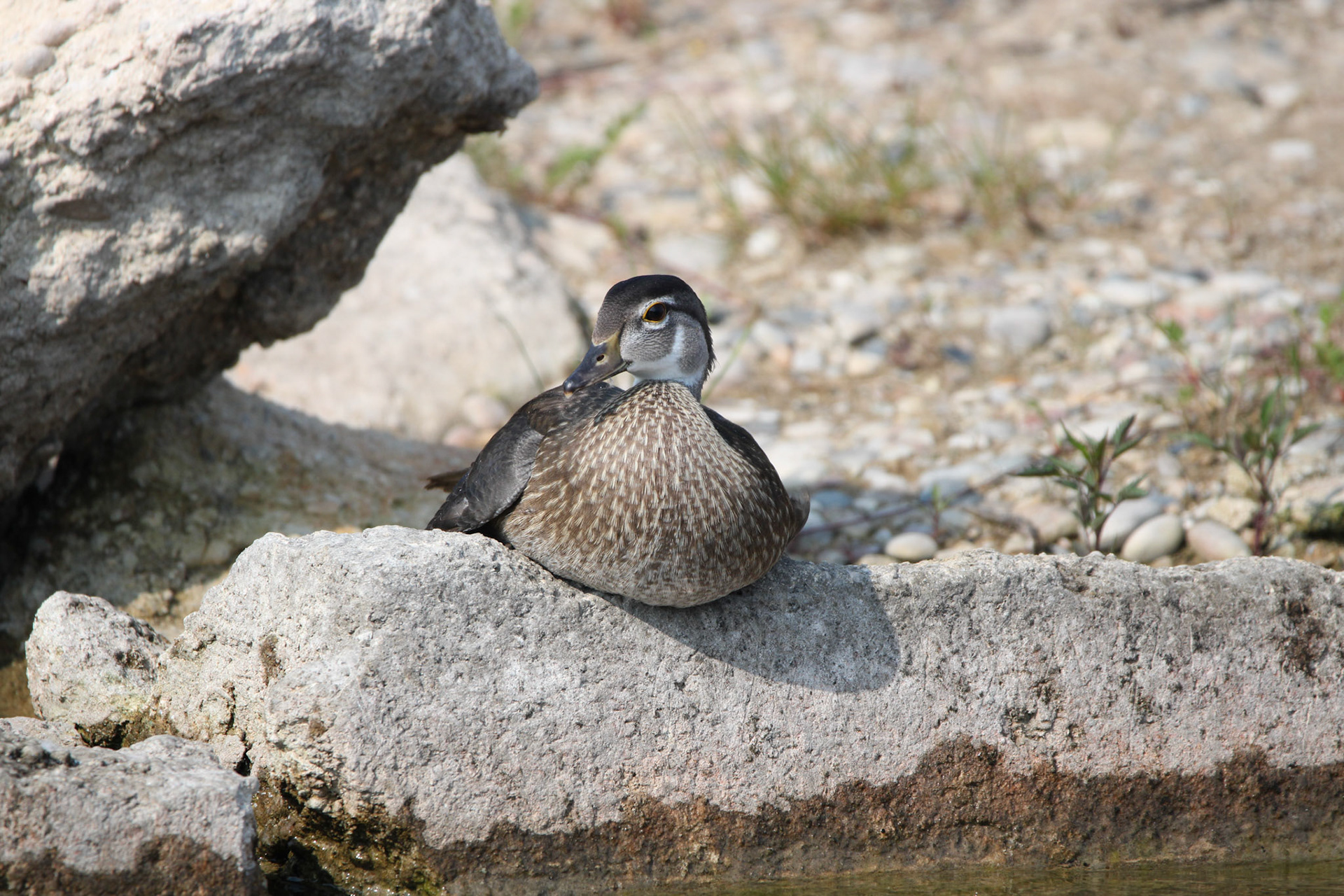Wood Duck (F)