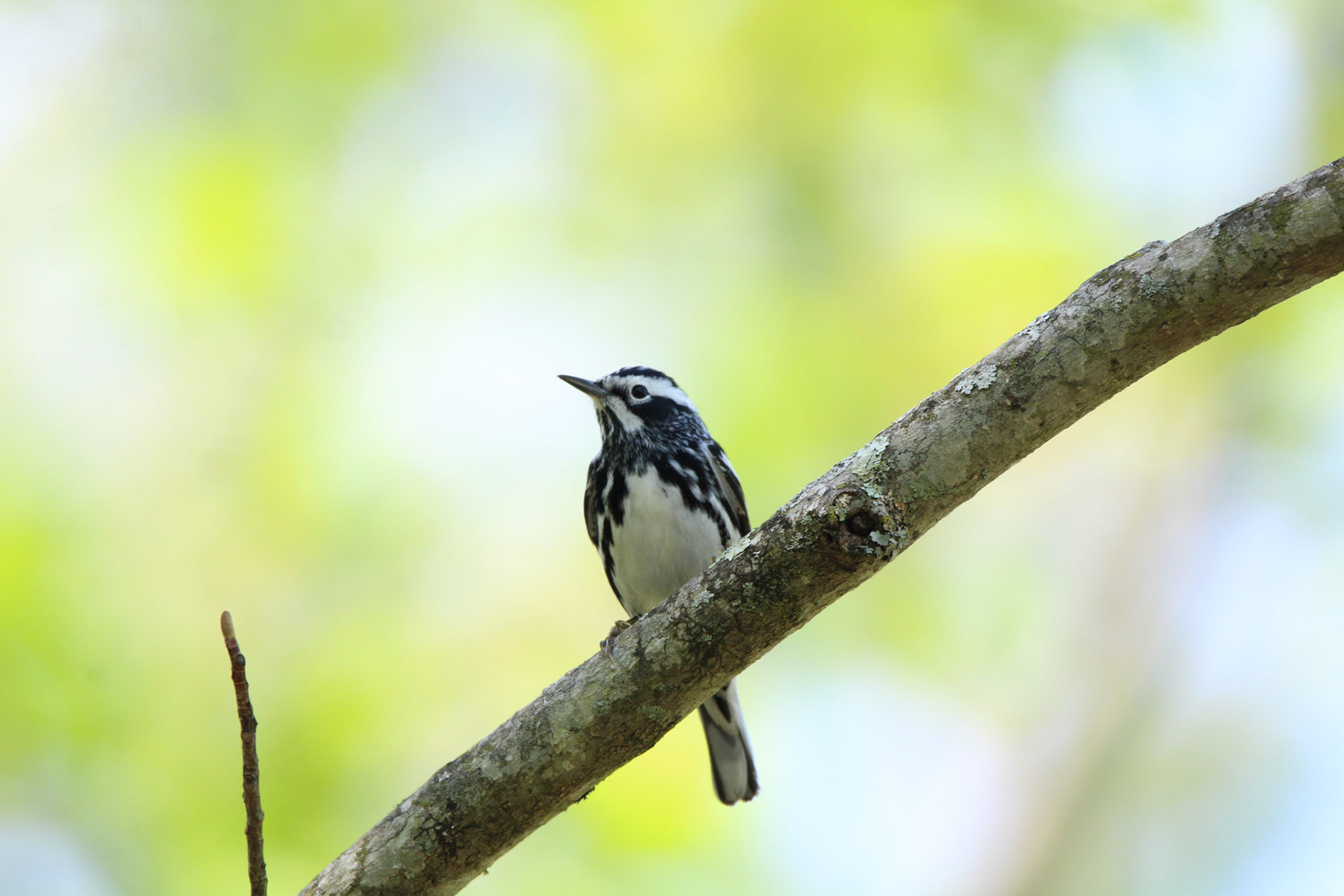Black-and-White Warbler