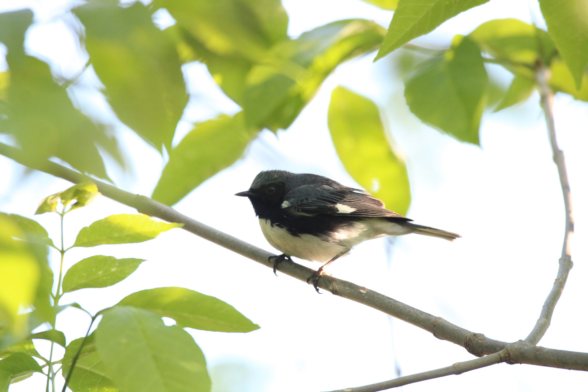 Black-throated Blue Warbler