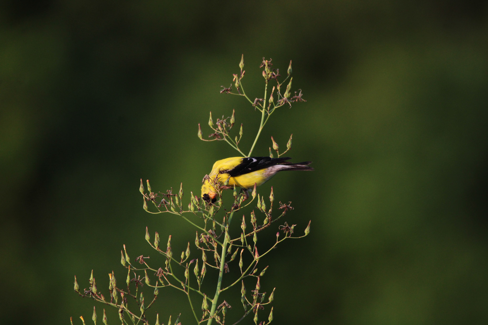 American Goldfinch
