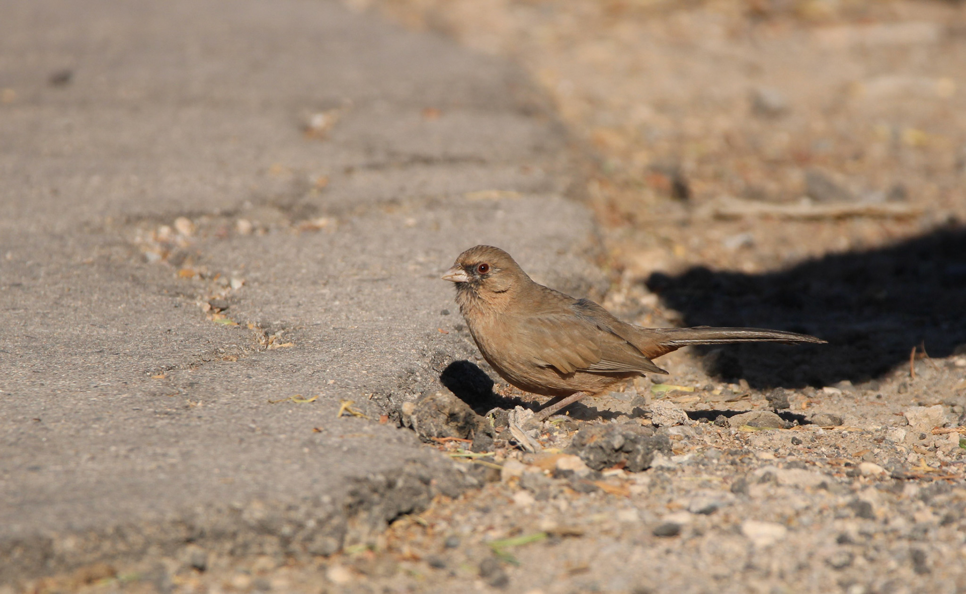 Abert's Towhee