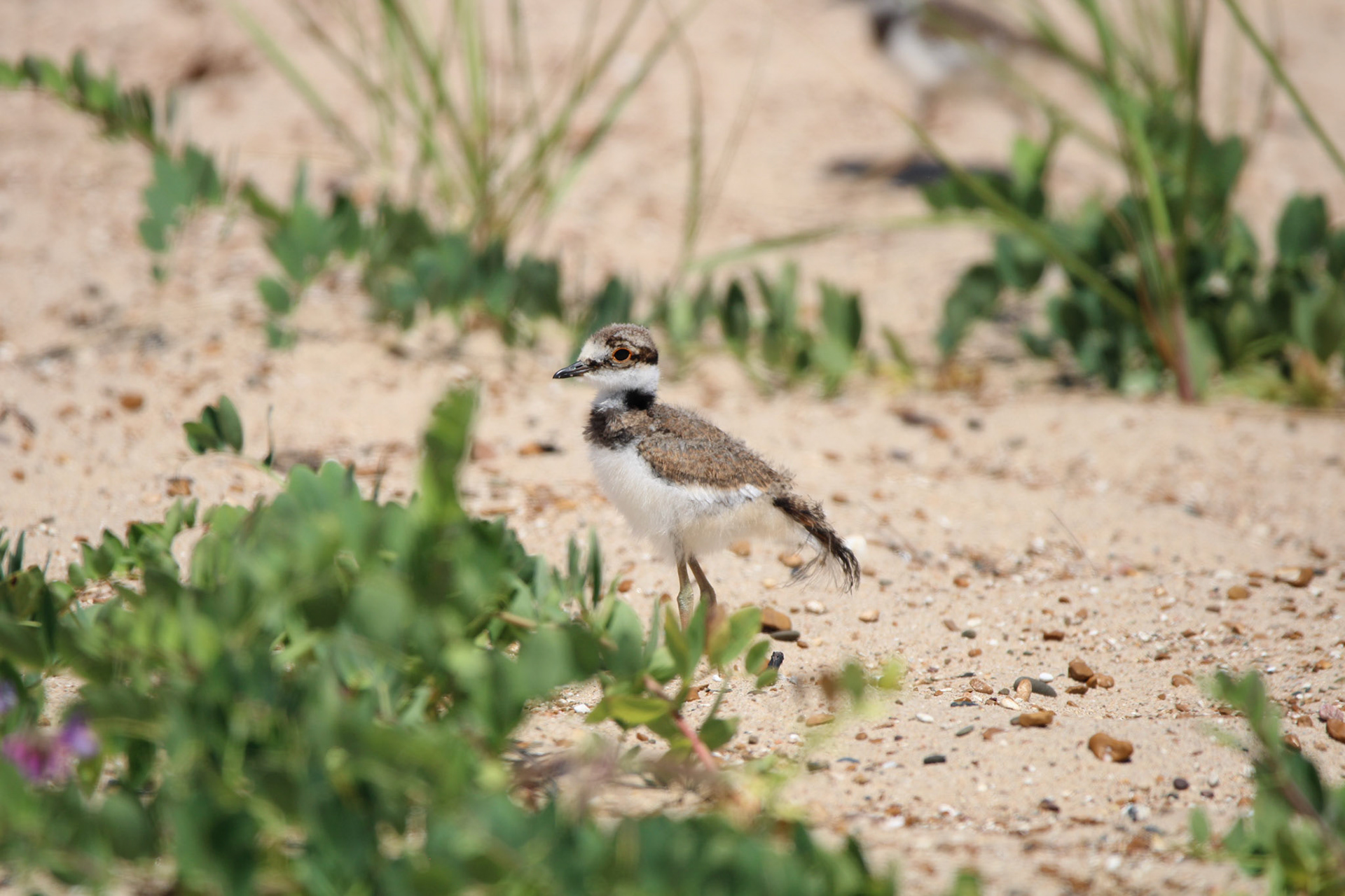 Killdeer