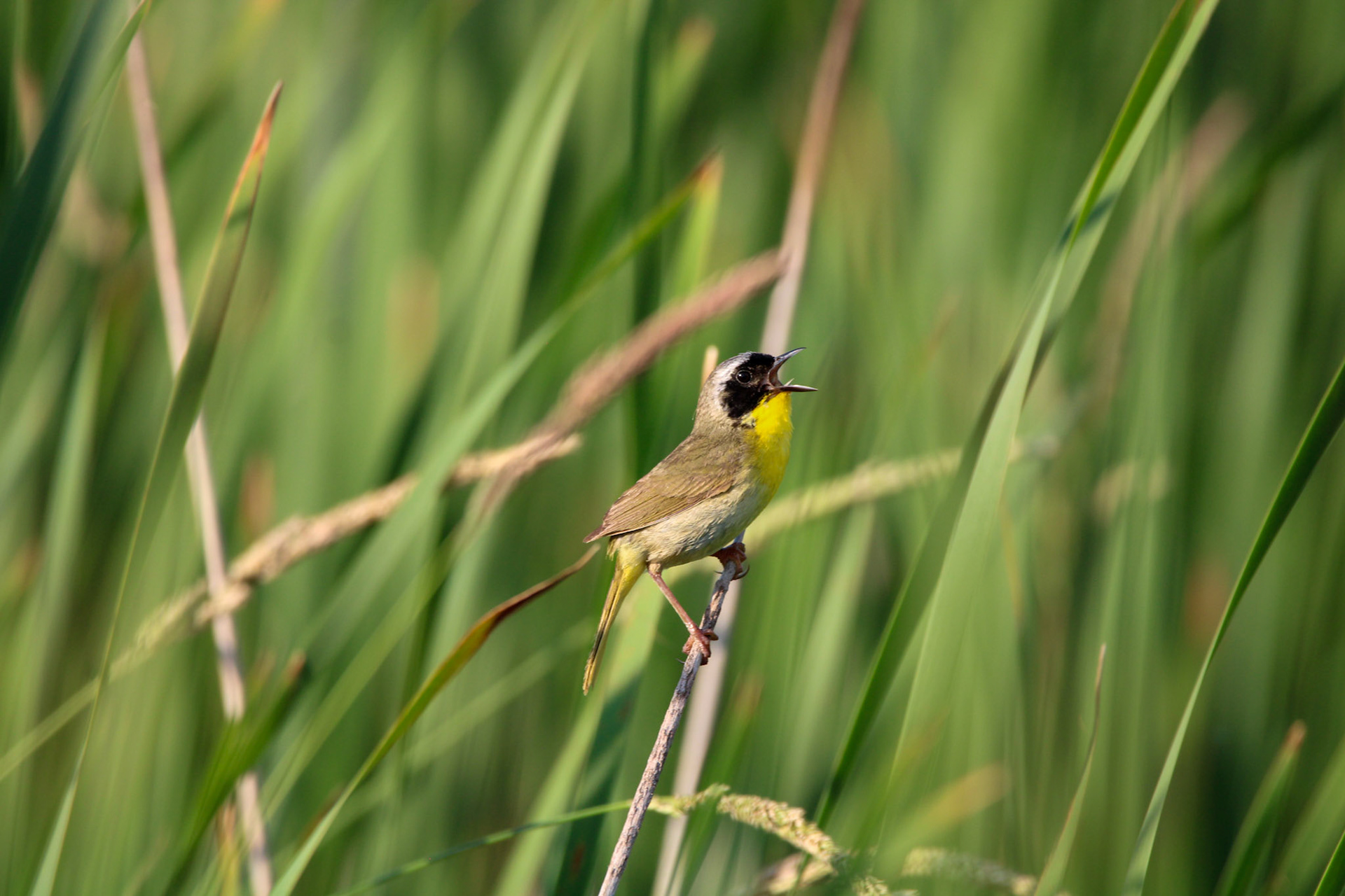 Common Yellowthroat