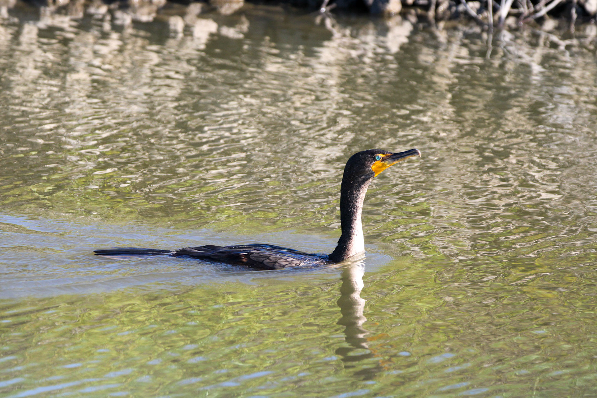 Double-crested Cormorant
