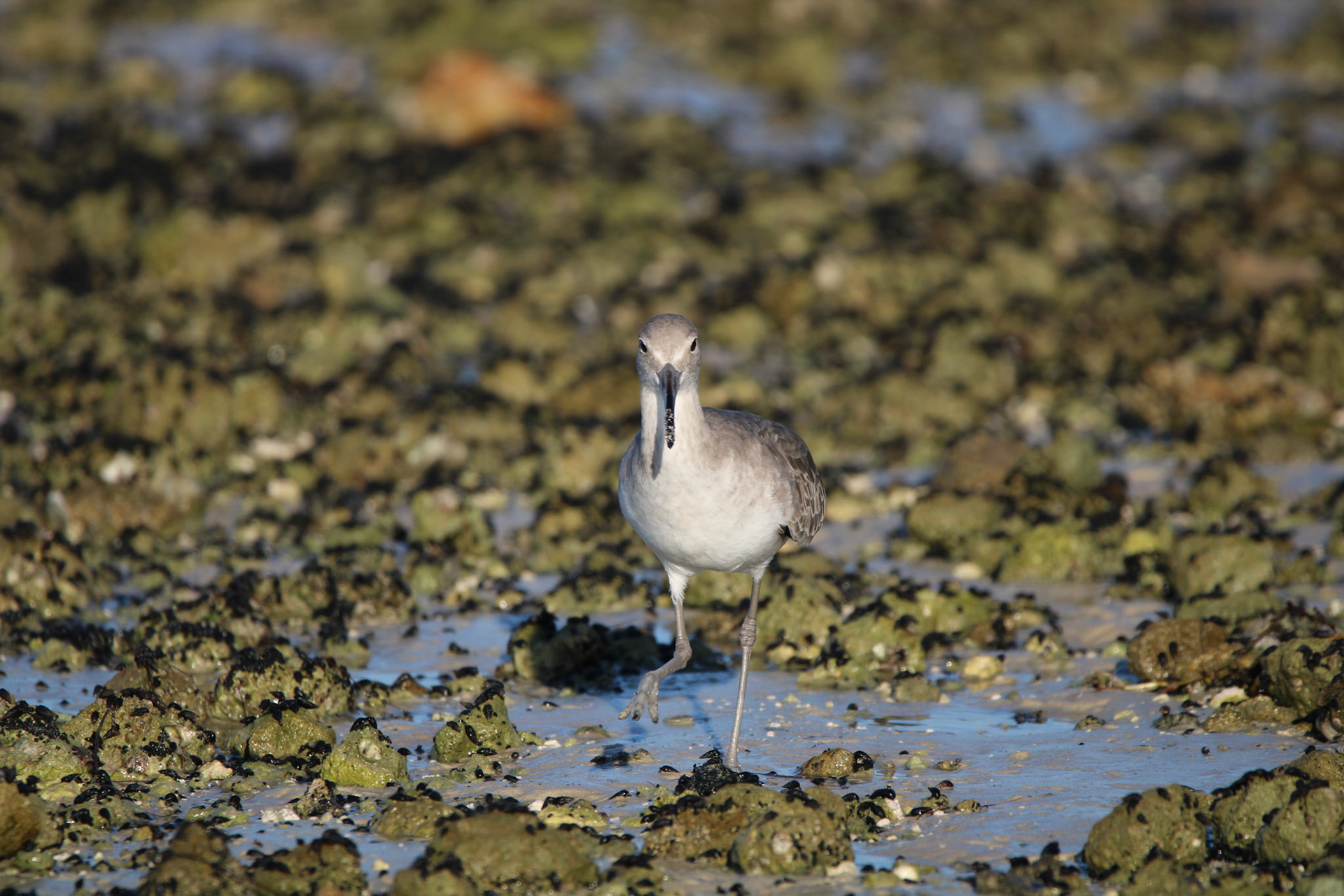 Willet