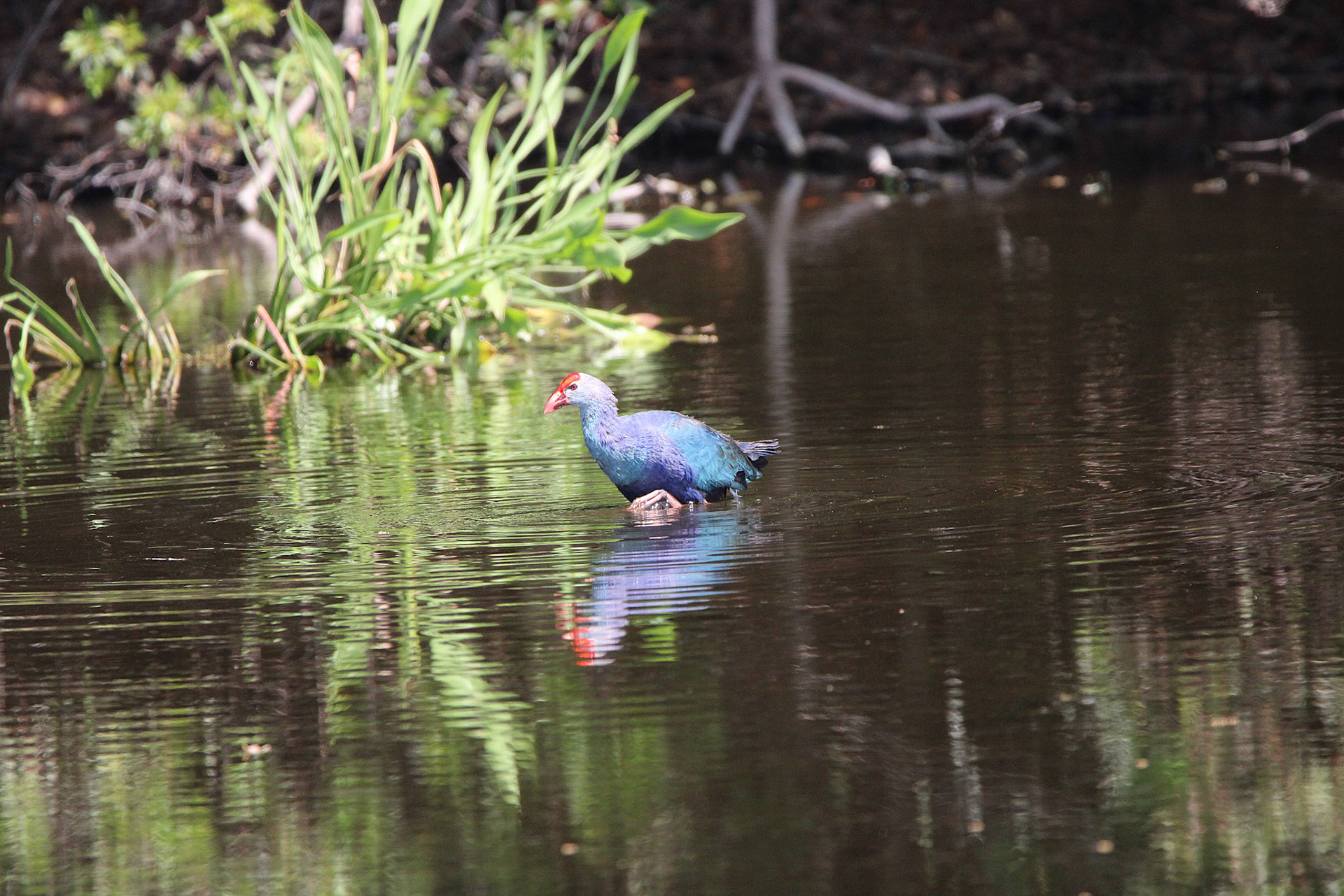 Gray-headed Swamphen - Wakodahatchee Wetlands