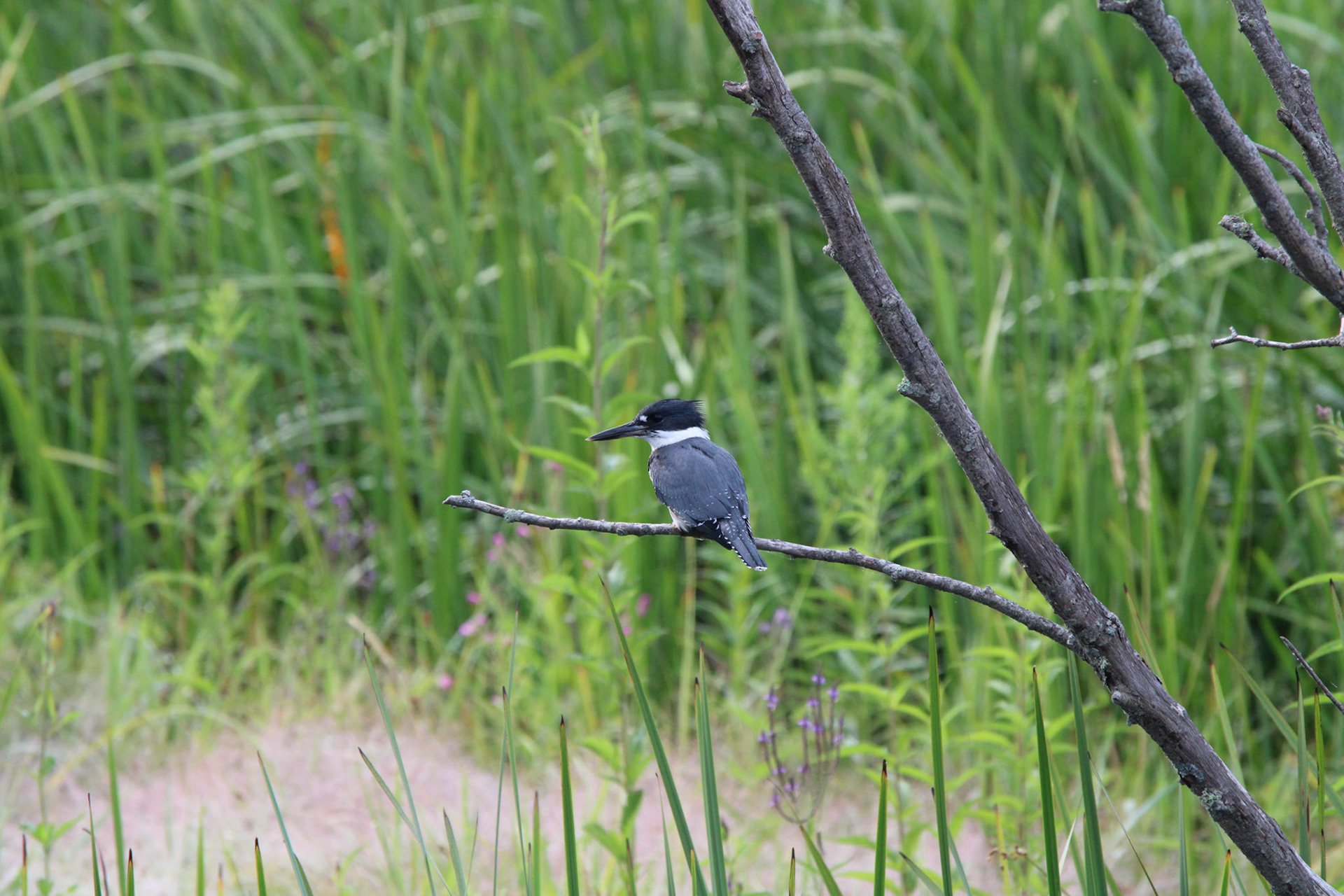 Belted Kingfisher