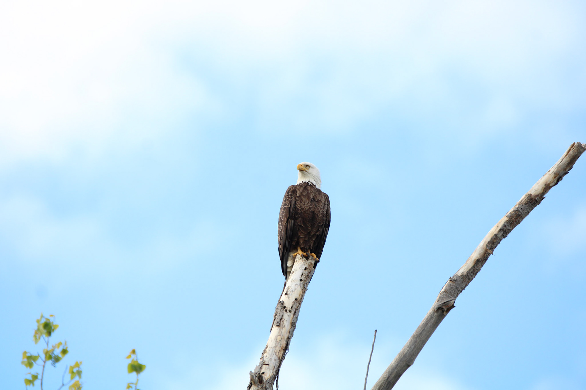 Bald Eagle