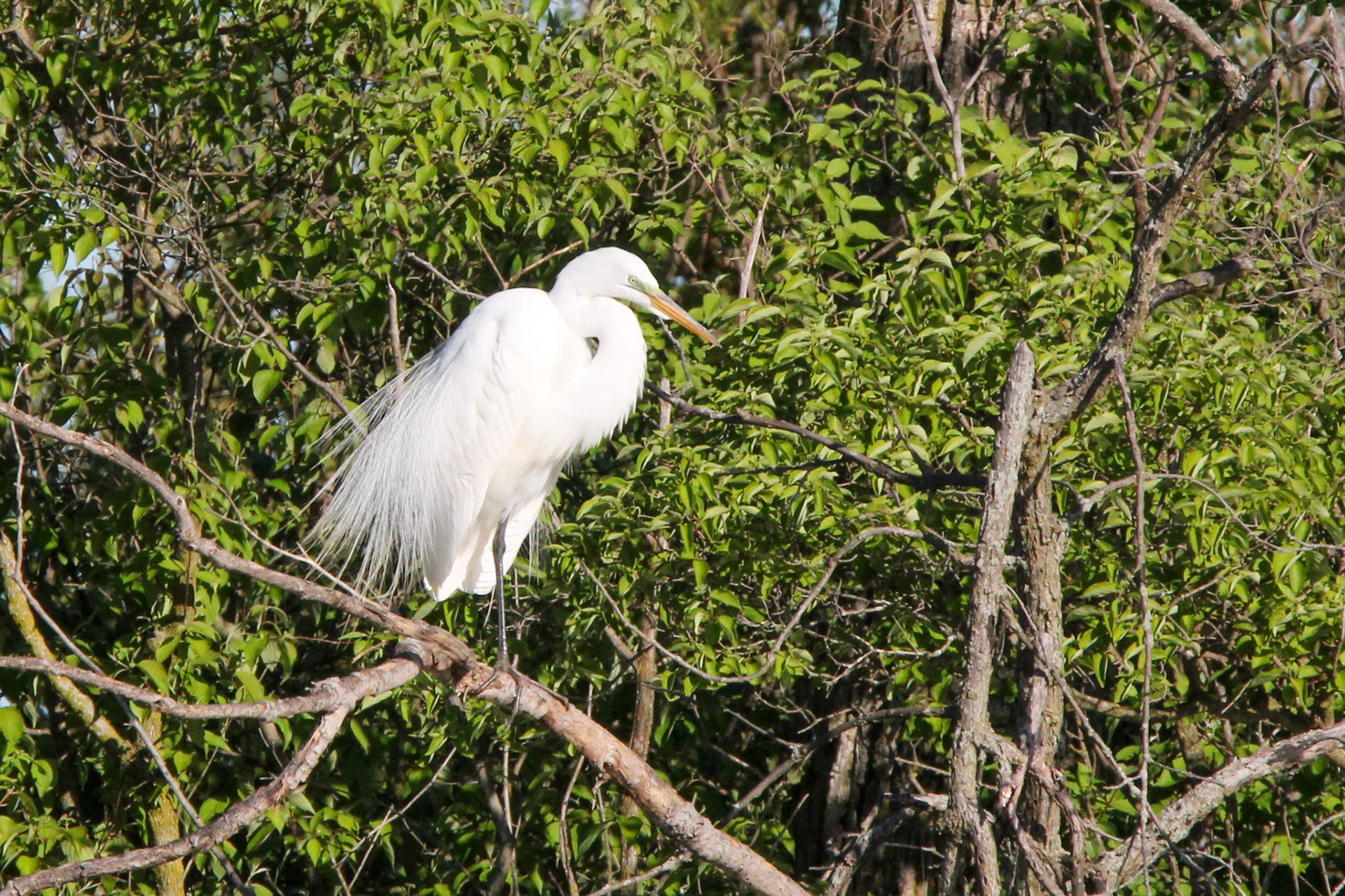 Great Egret