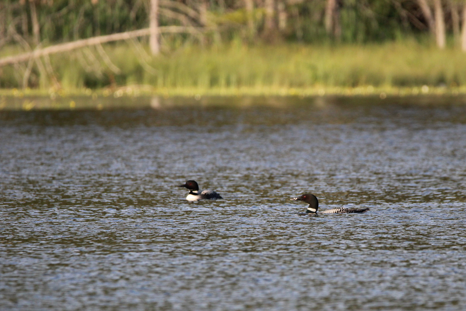 Common Loon