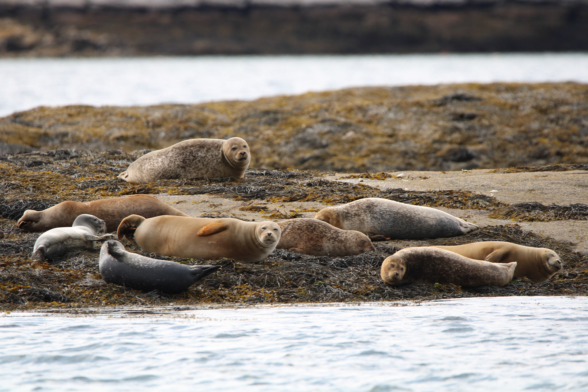 Seals