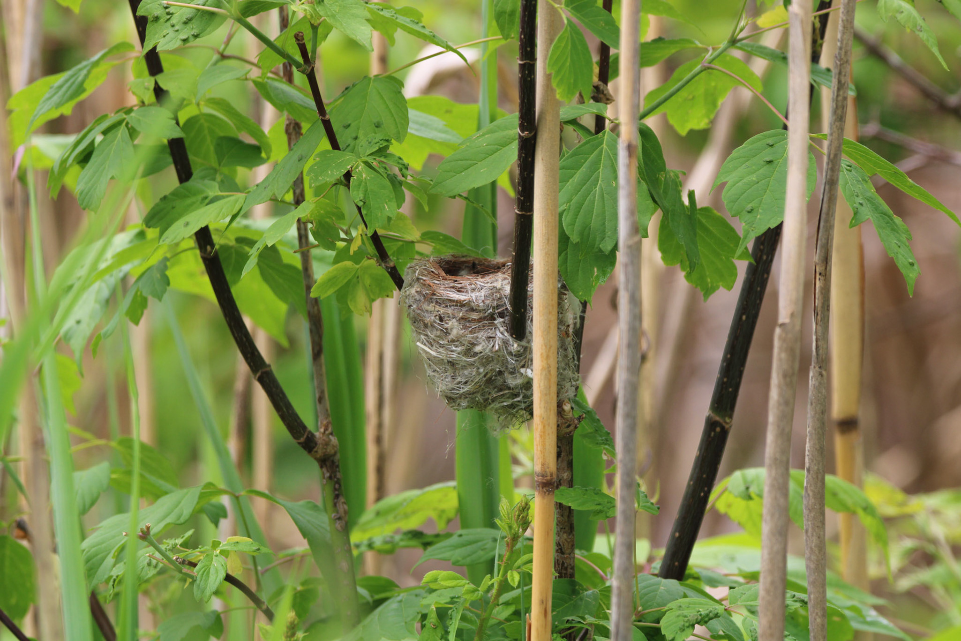 Yellow Warbler Nest