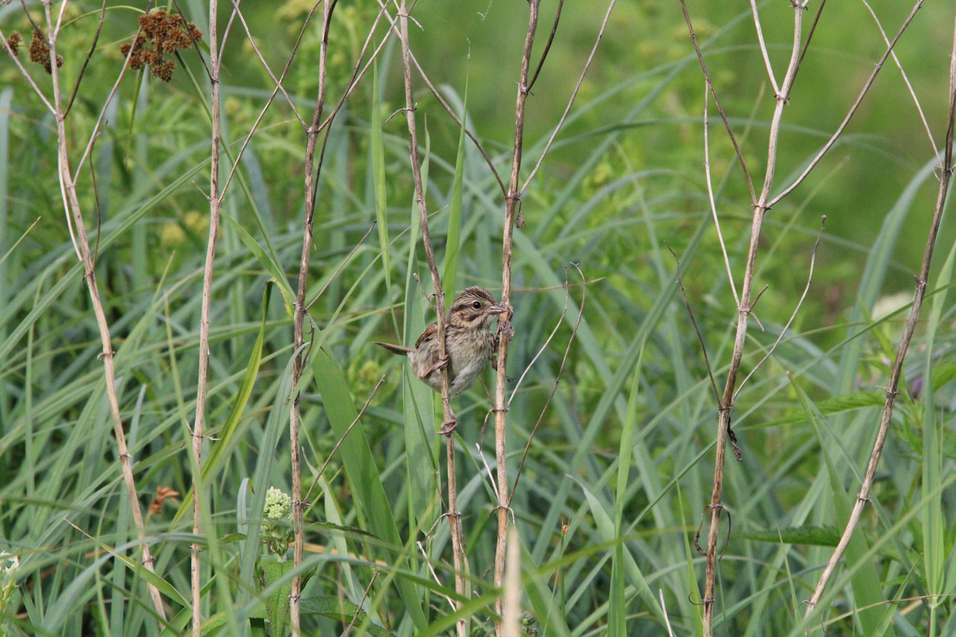 Song Sparrow