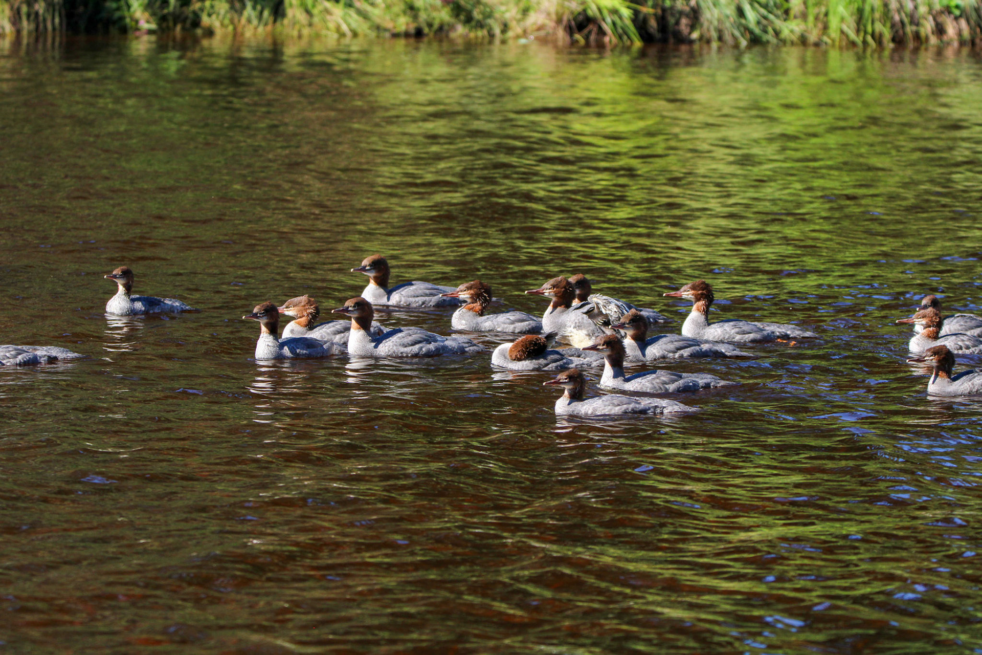 Common Merganser - Isle Royale National Park