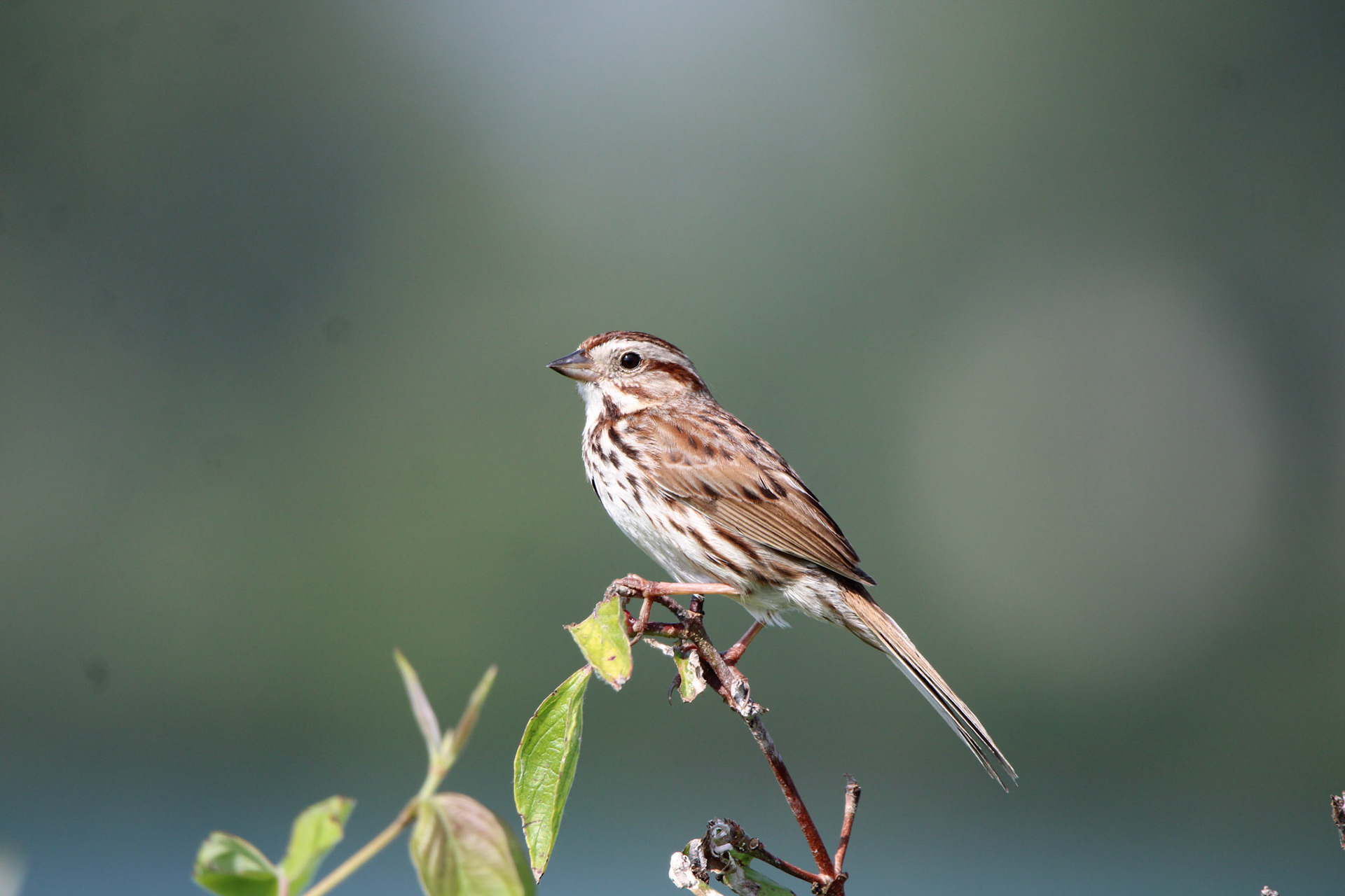 Song Sparrow - Sterling State Park