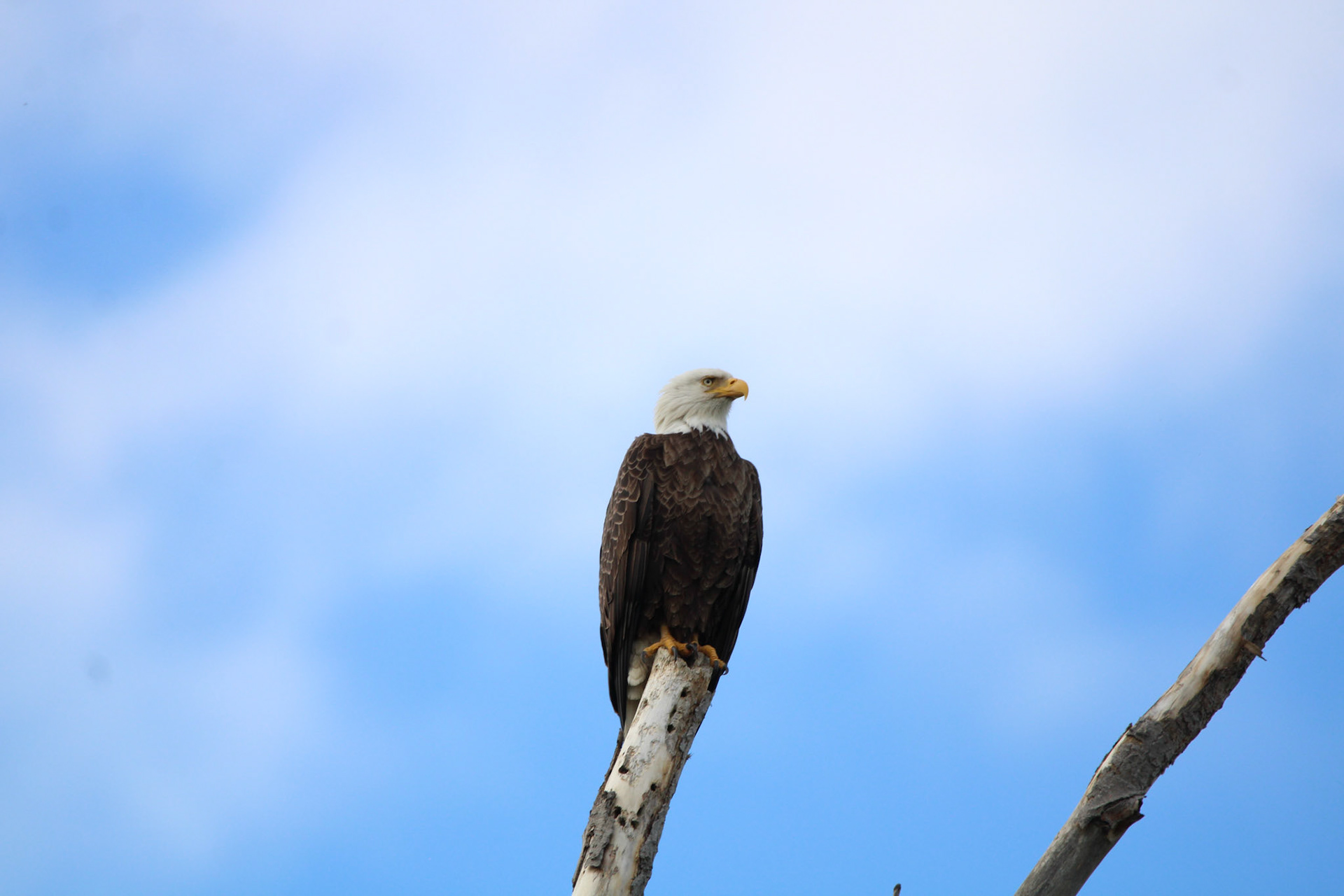 Bald Eagle