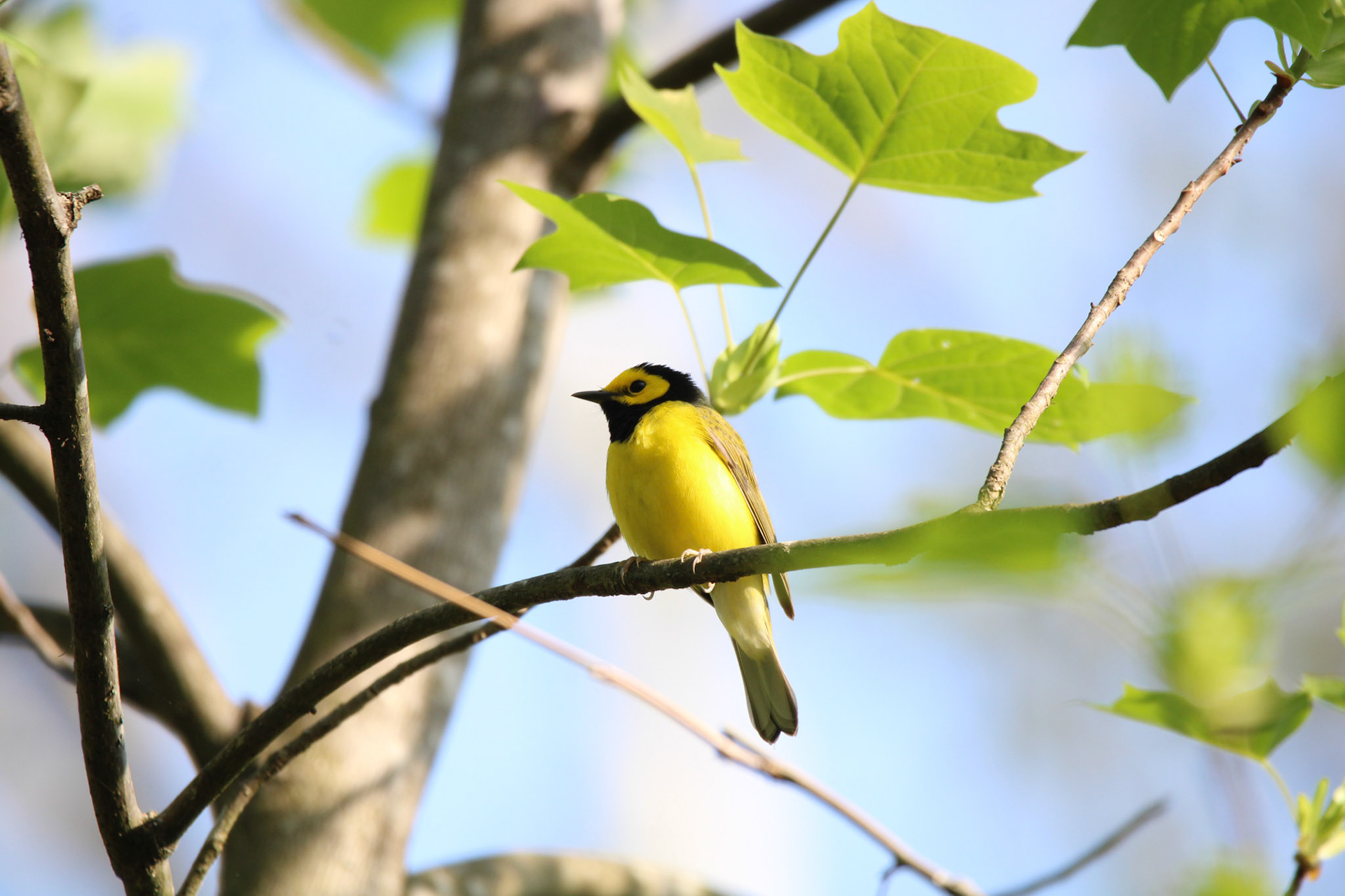 Hooded Warbler