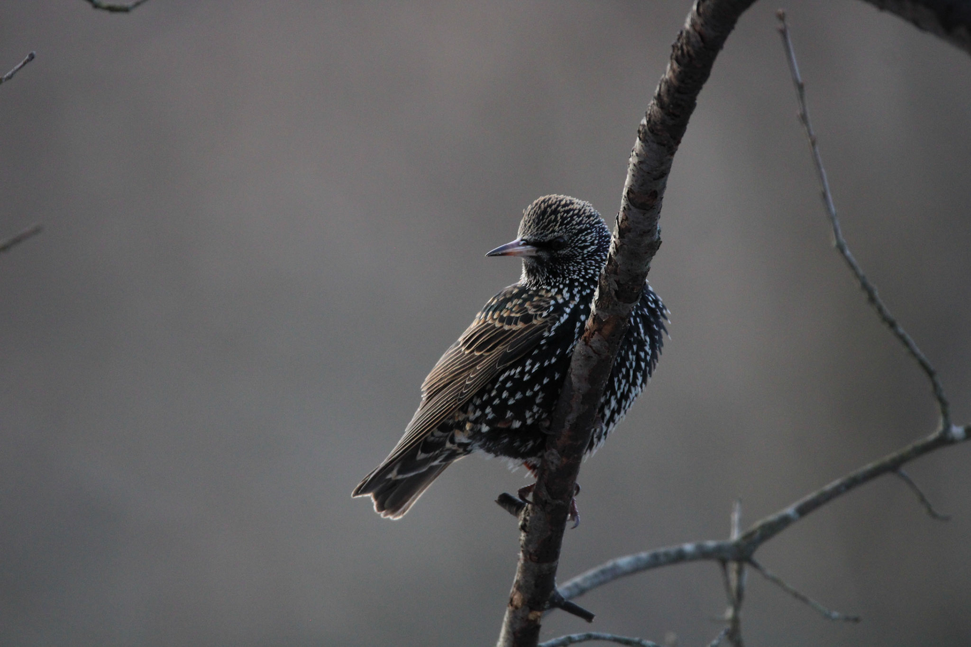 European Starling
