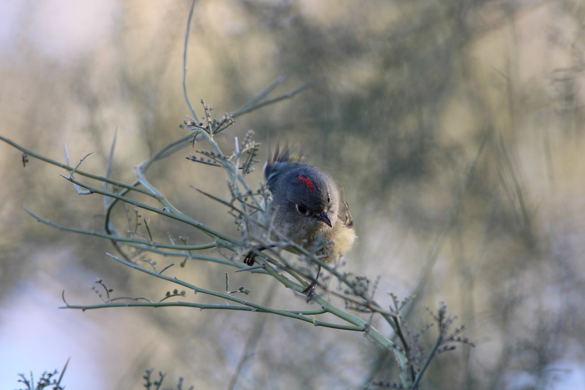 Ruby-crowned Kinglet