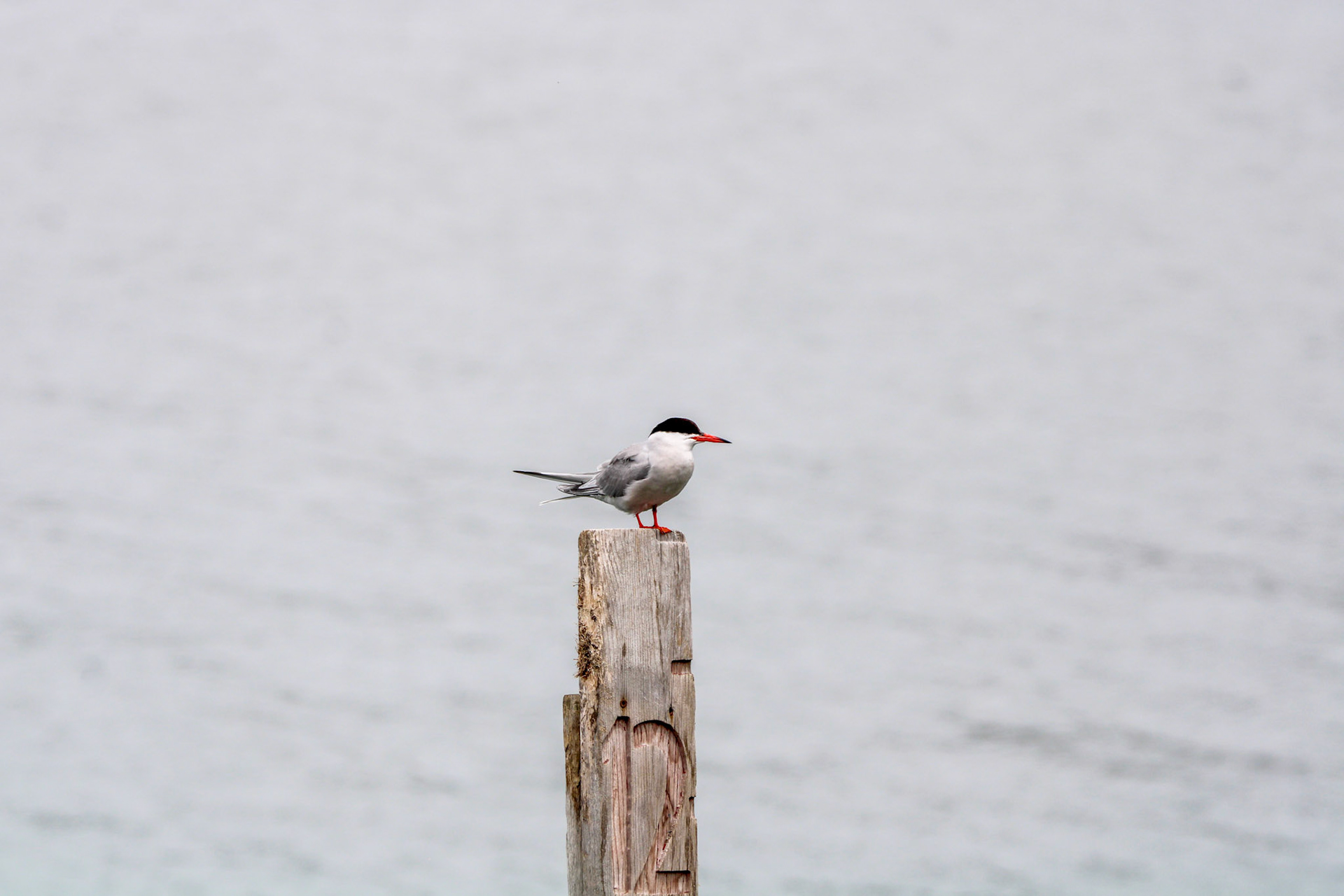 Common Tern