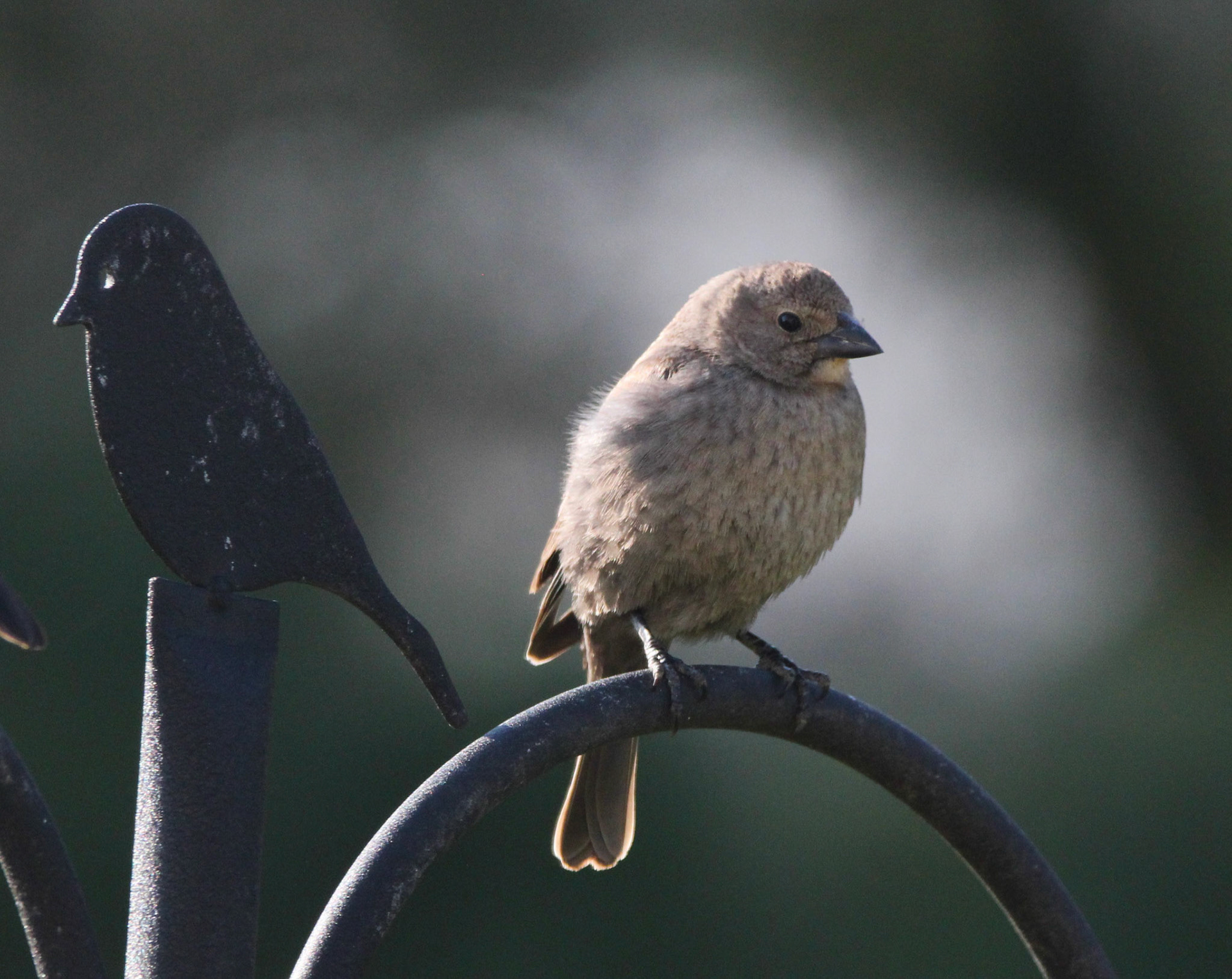 Brown-headed Cowbird (F)