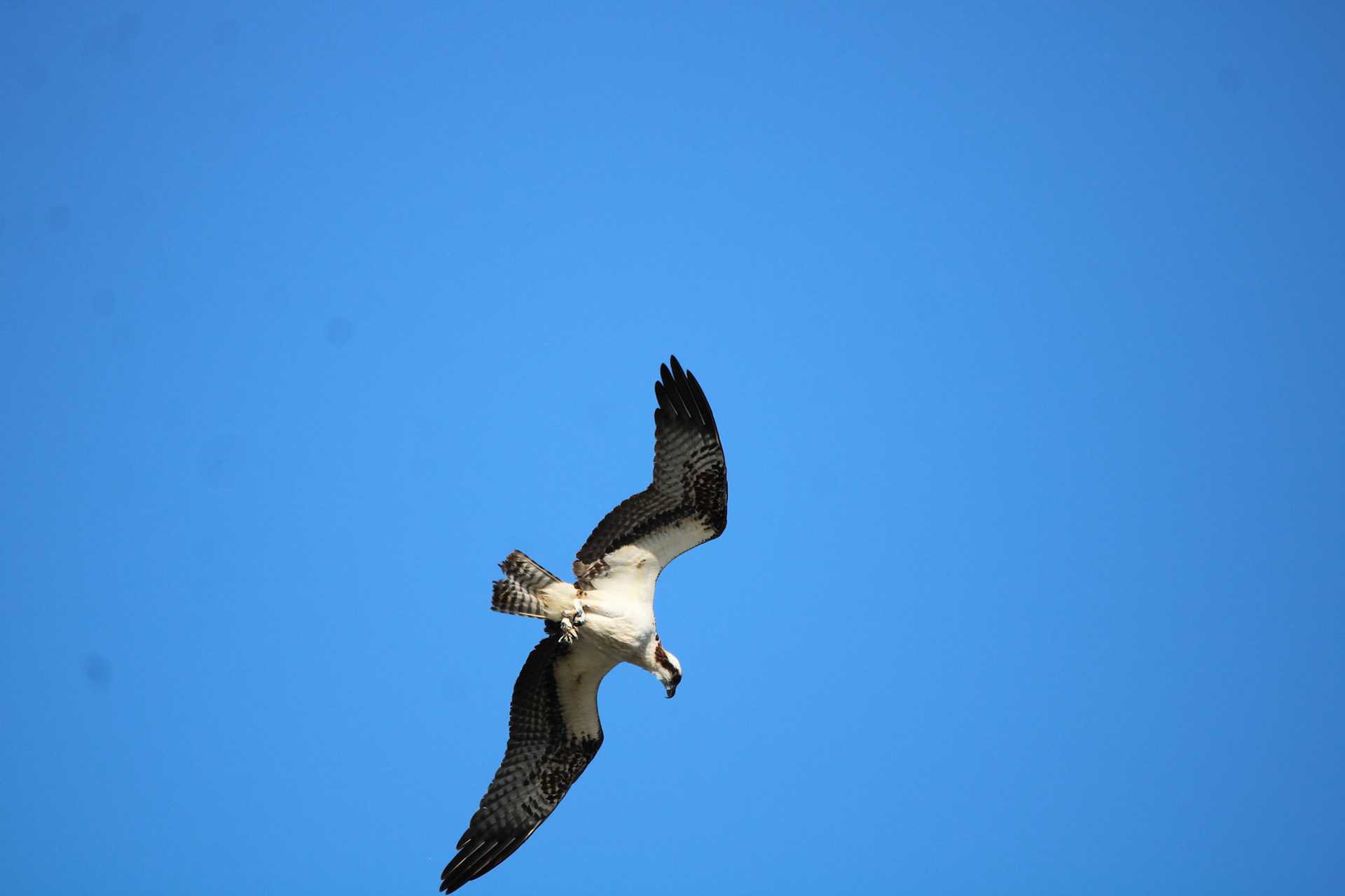 Osprey