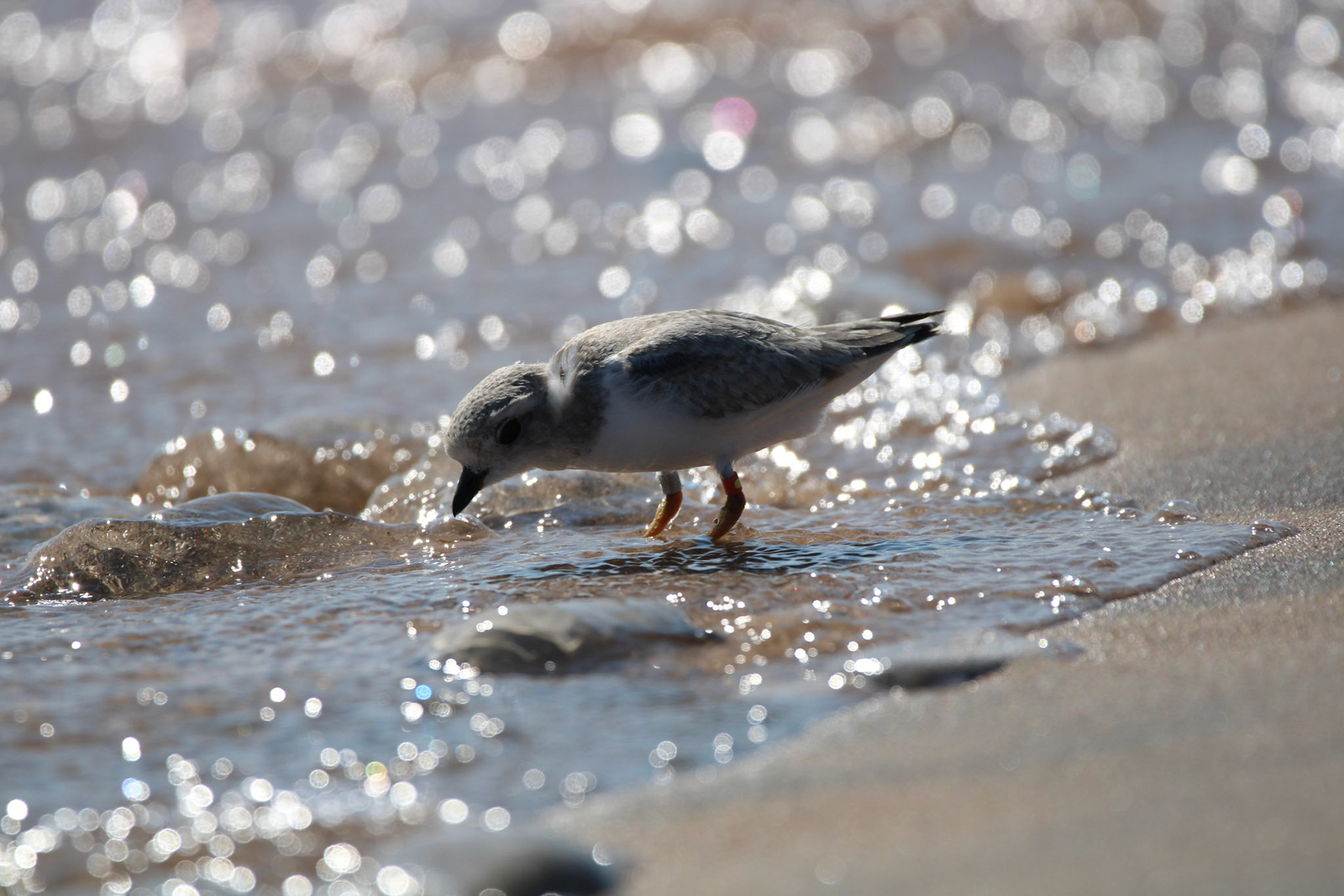 Piping Plover