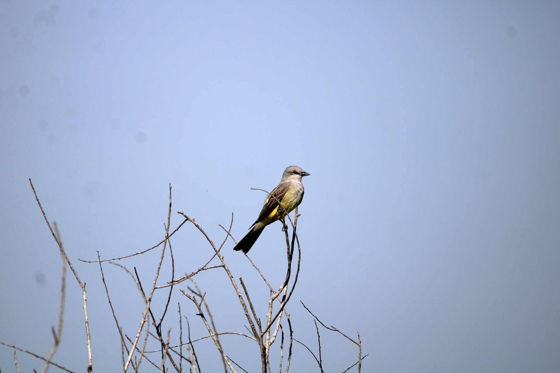 Western Kingbird - Rotenberger Wildlife Management Area