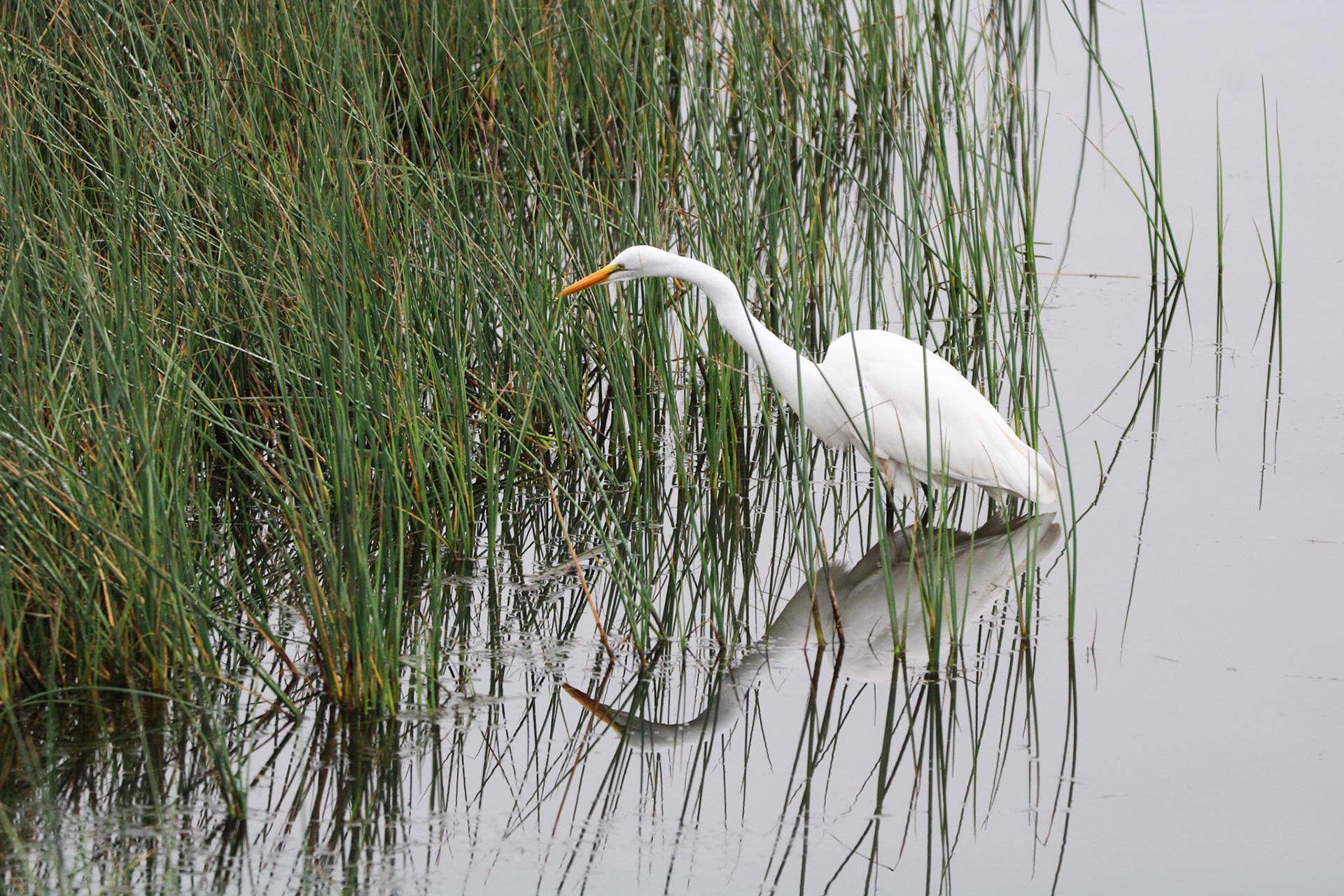 Great Egret - Rodeo Lagoon