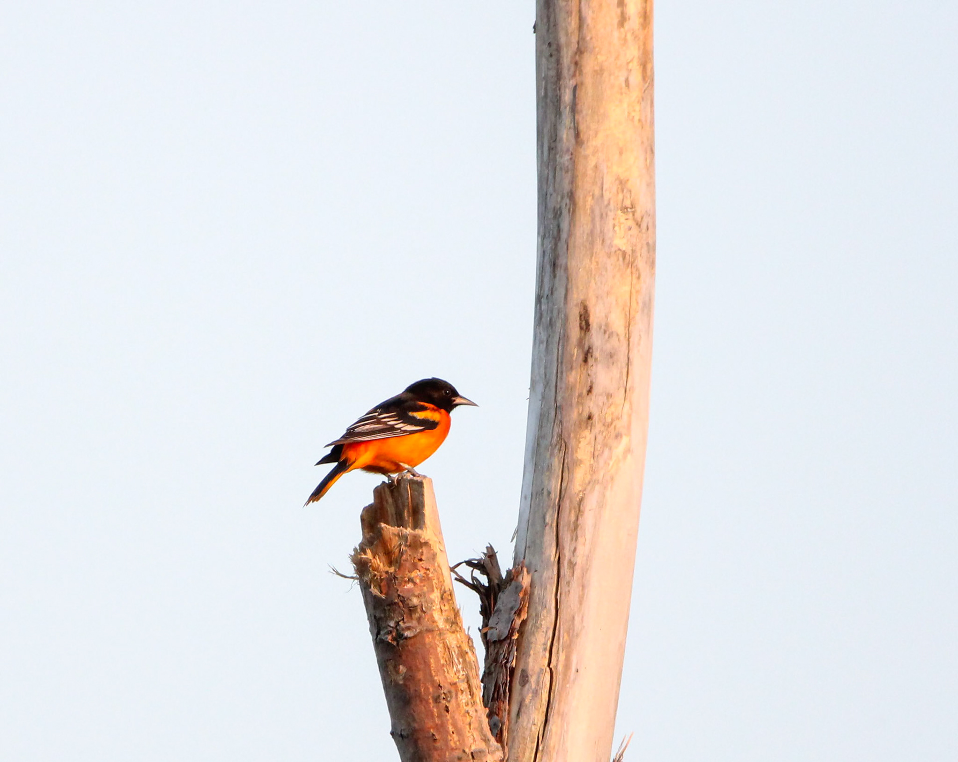 Baltimore Oriole
