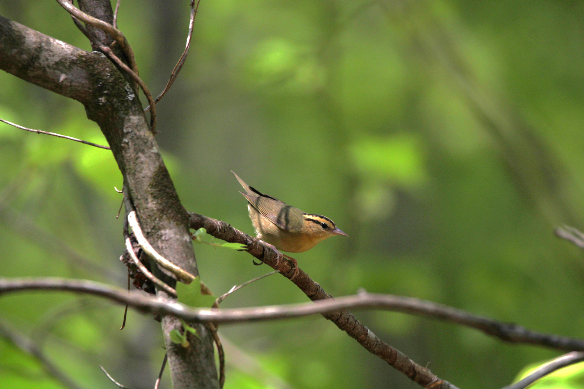 Worm-eating Warbler