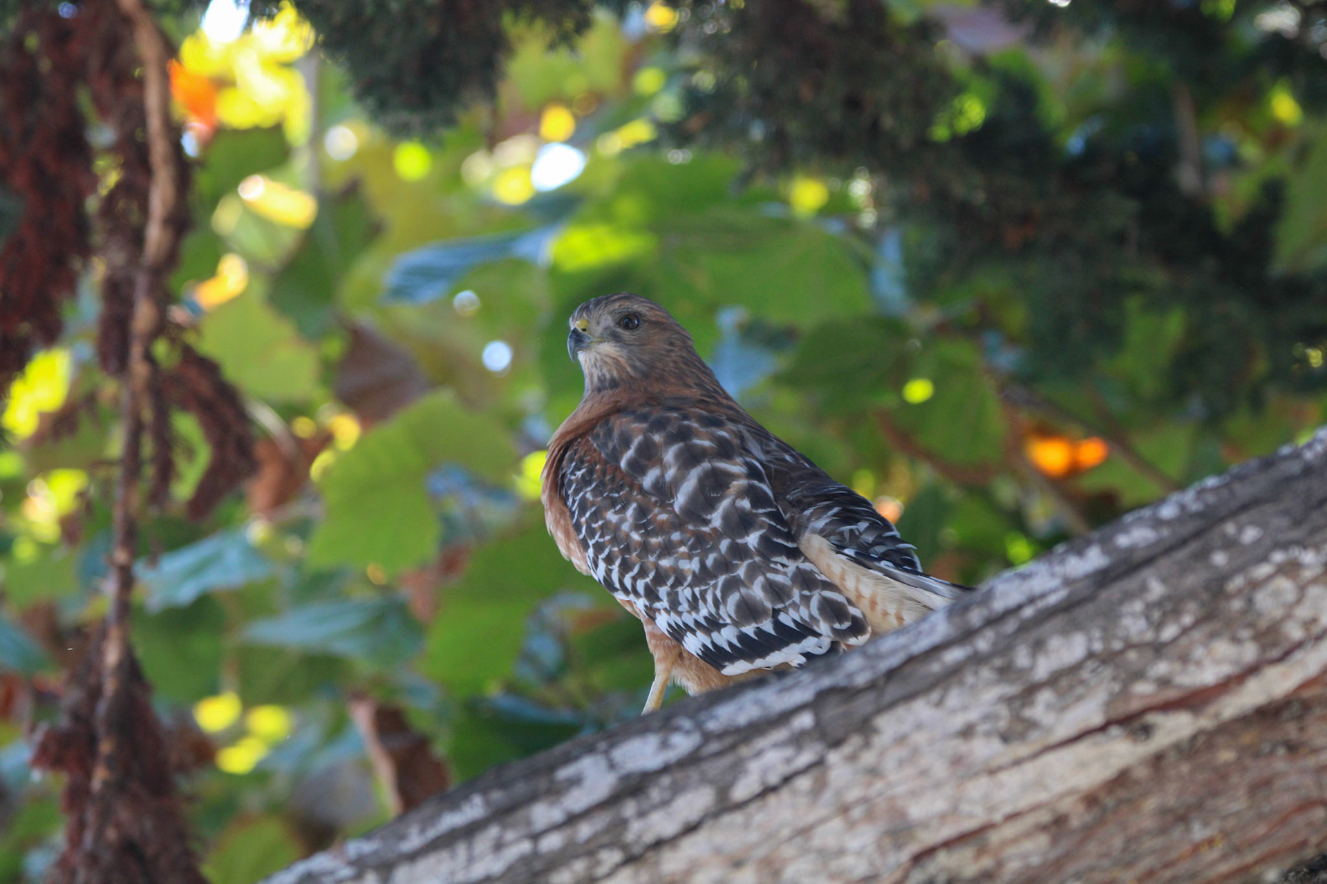 Red-shouldered Hawk - Laguna Grande Park