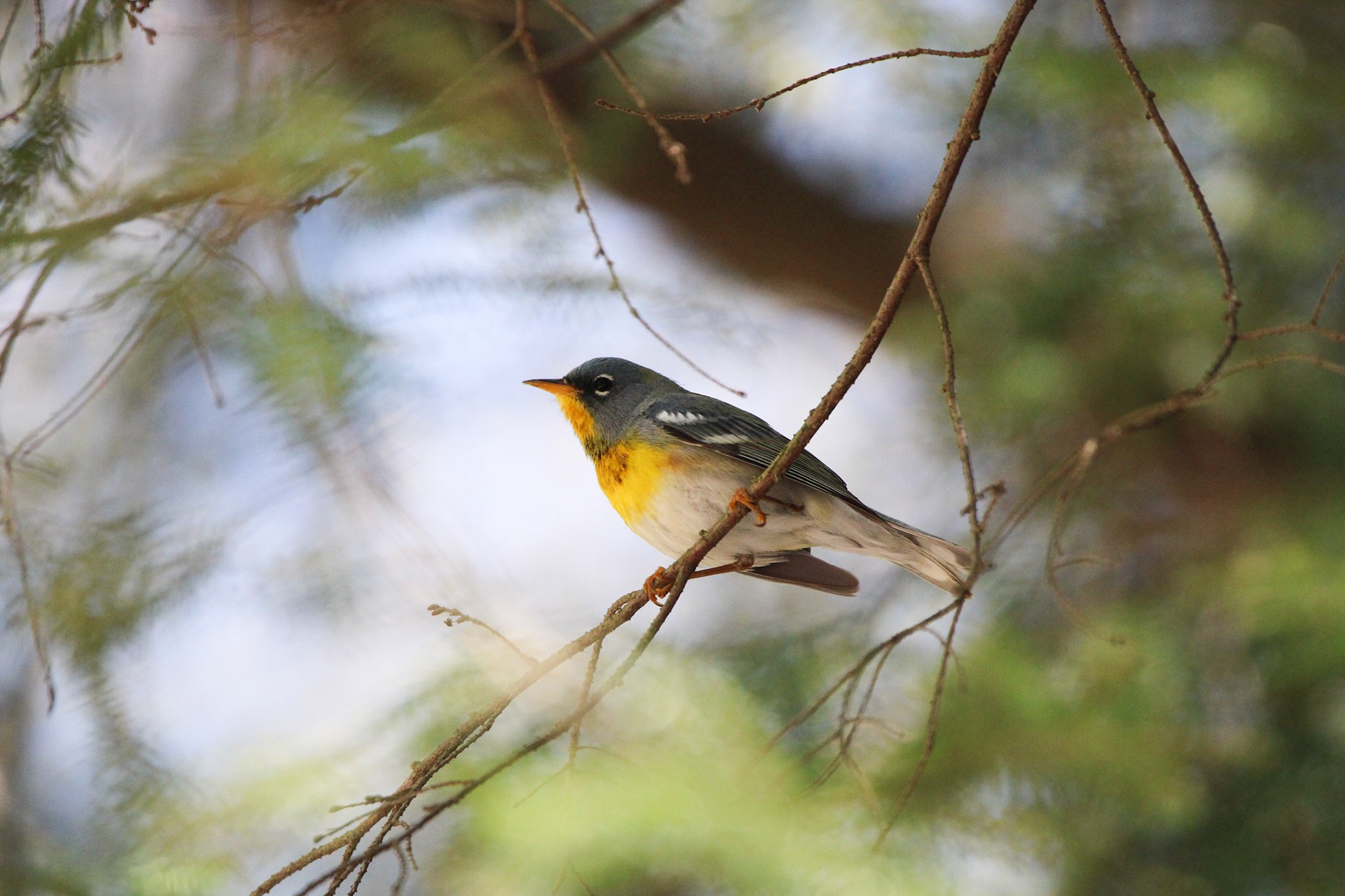 Northern Parula