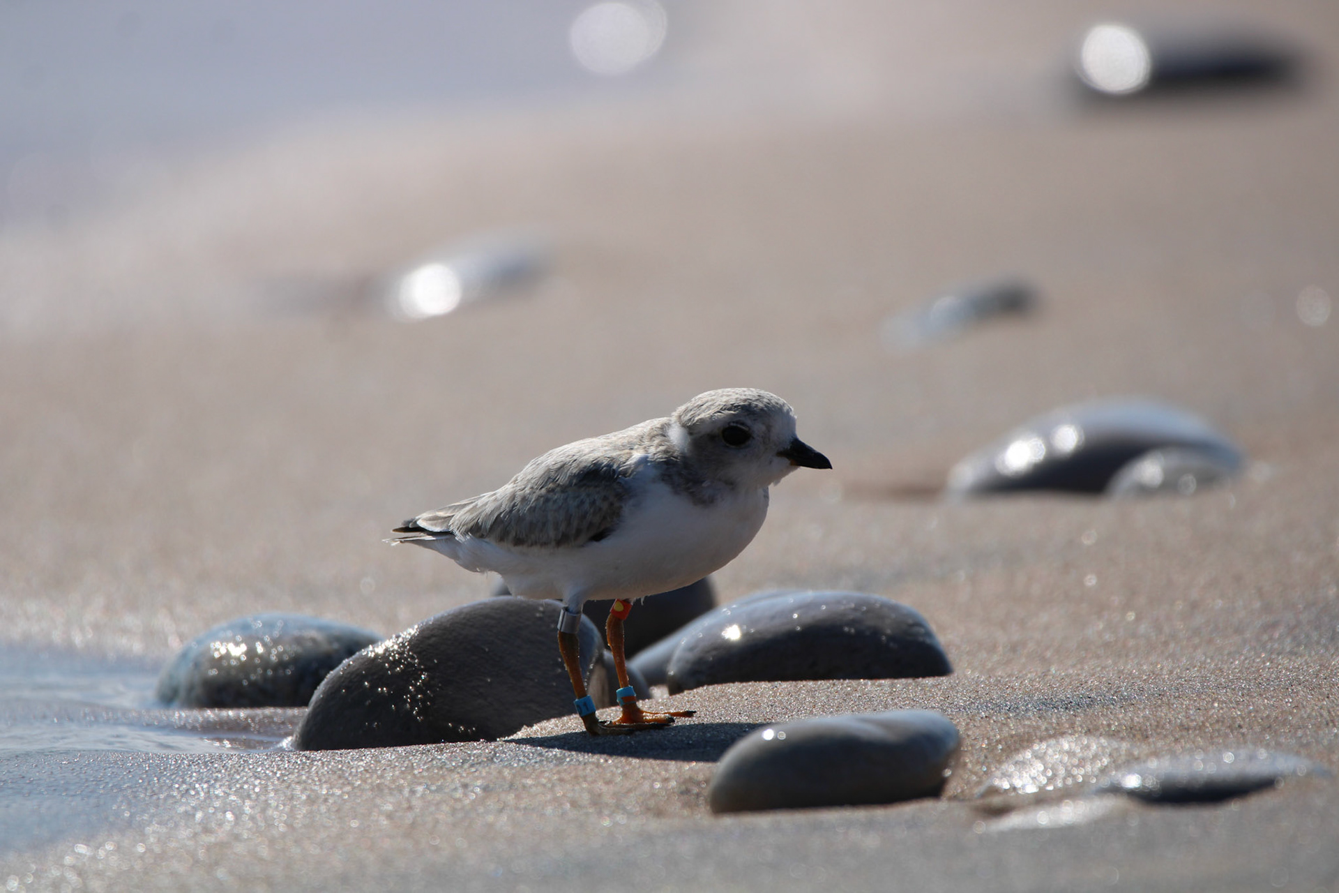 Piping Plover