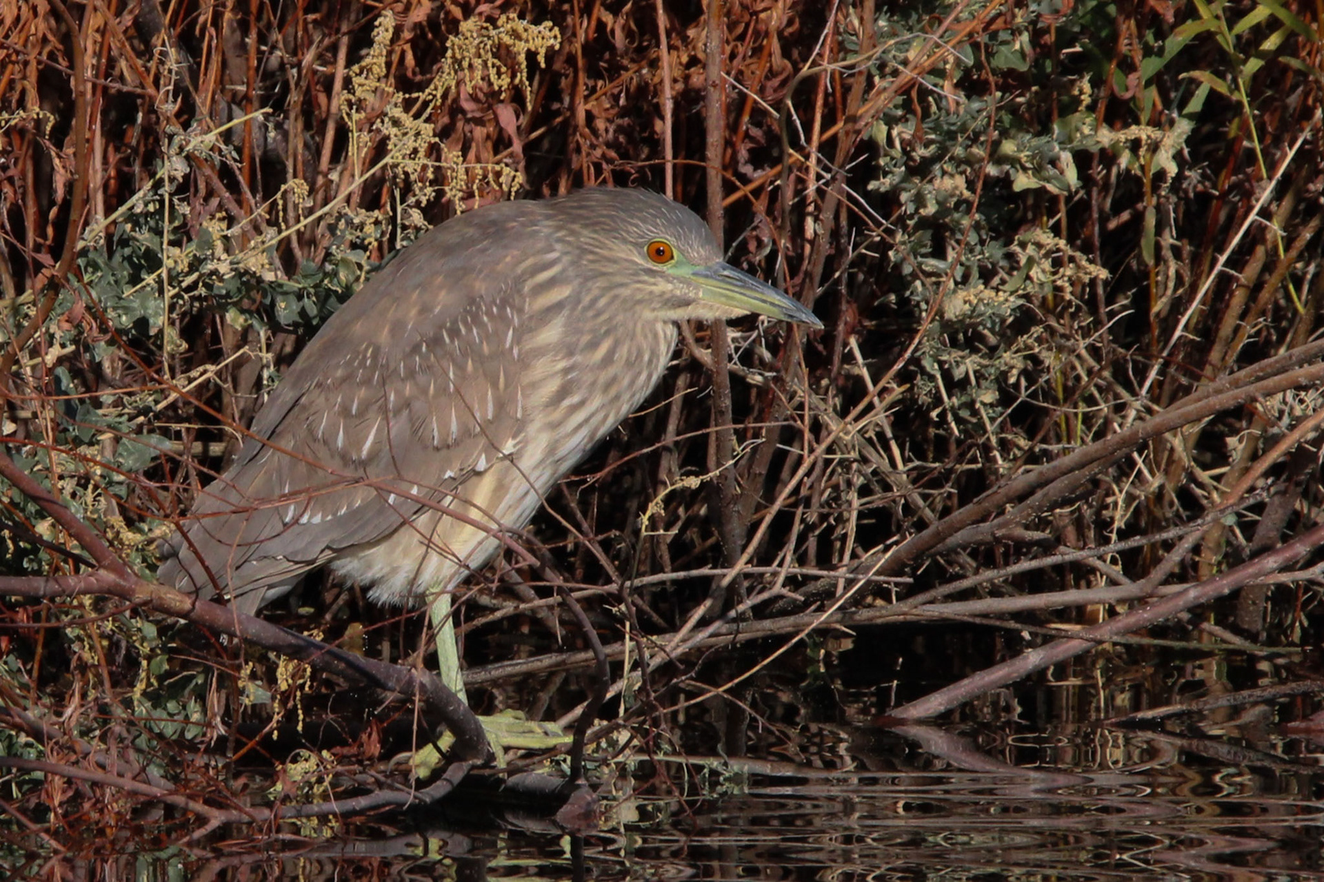 Black-crowned Night Heron