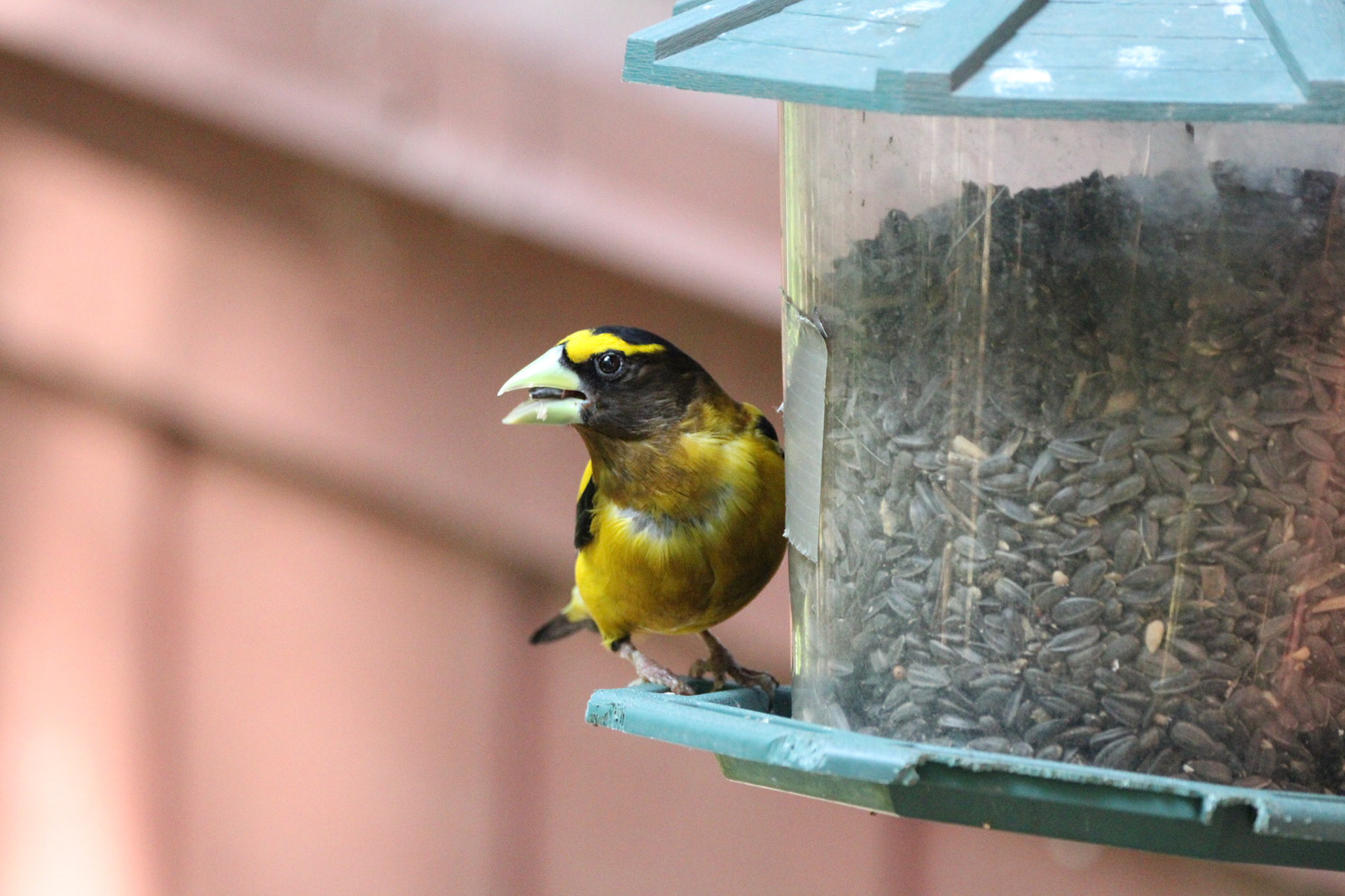 Evening Grosbeak
