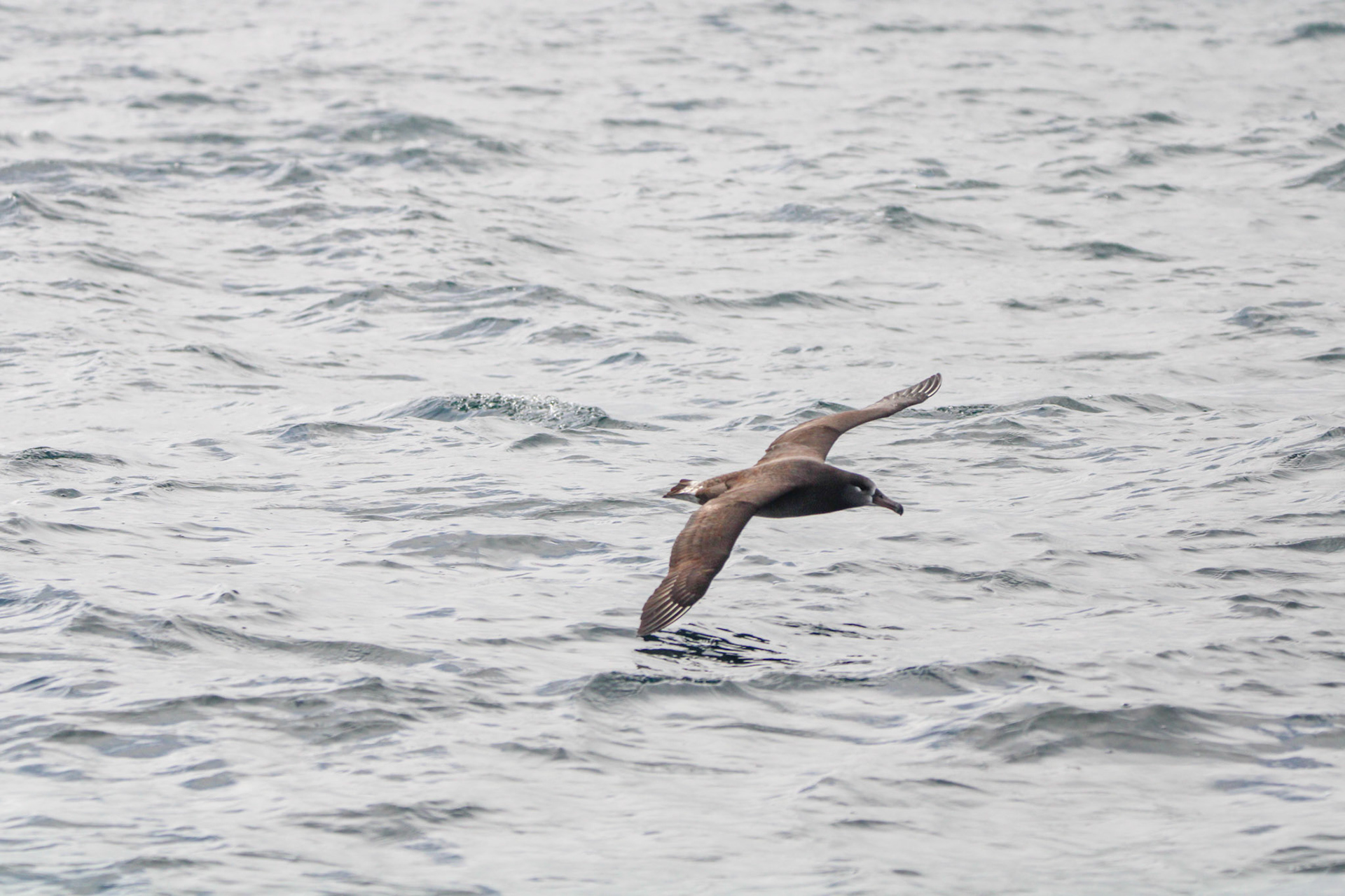Black-footed Albatross -  Off the coast of Monterey Bay, CA