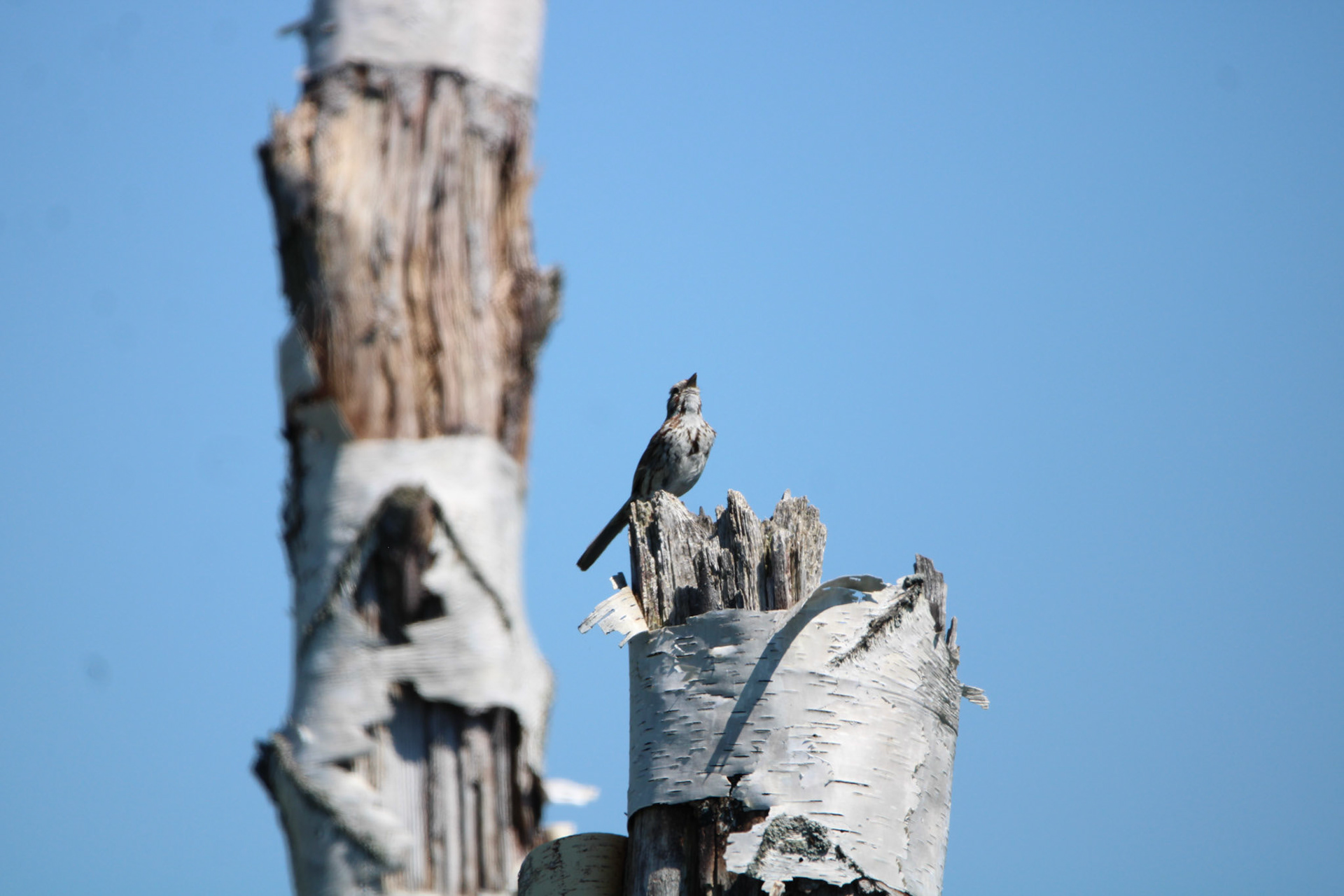 Song Sparrow