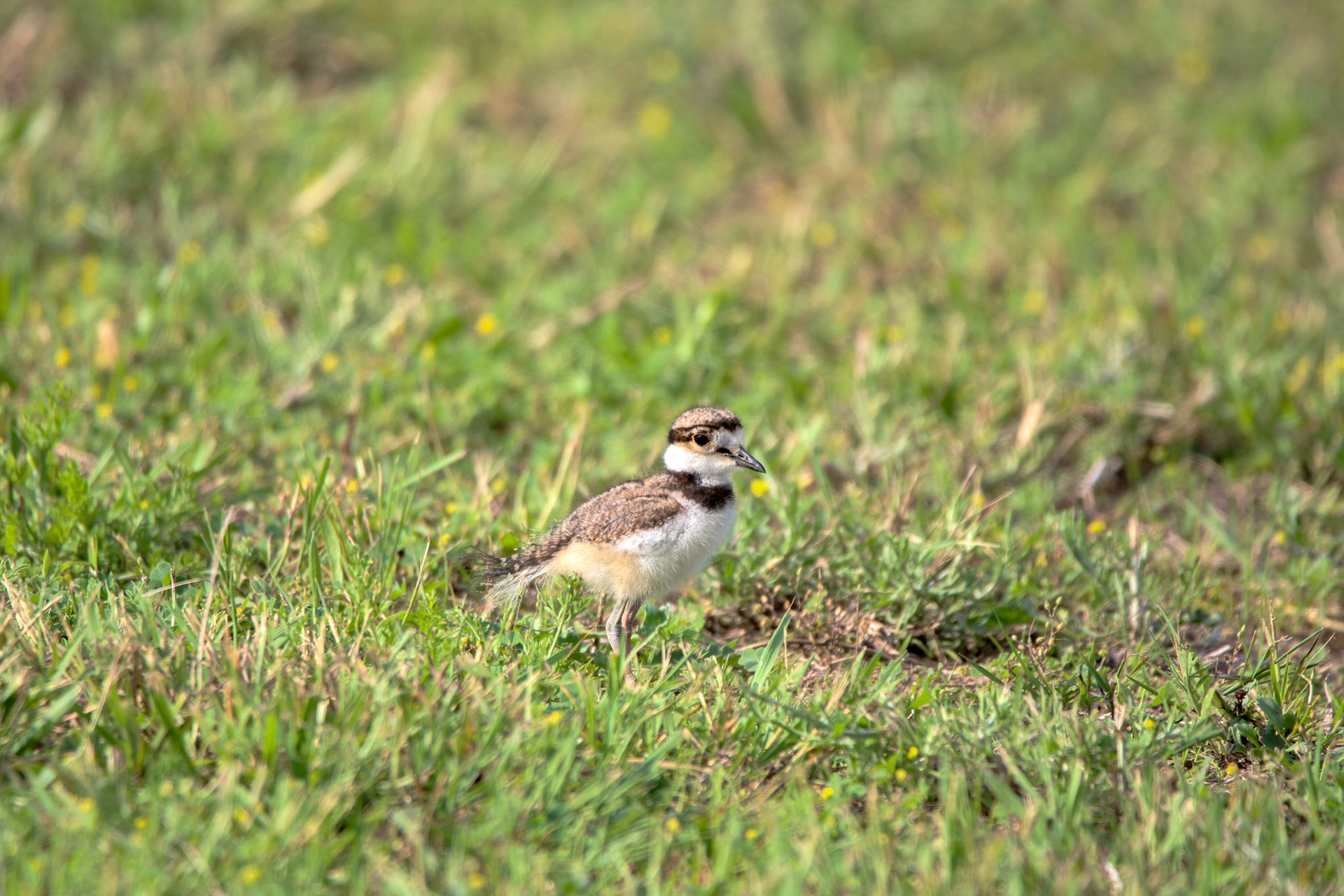 Killdeer