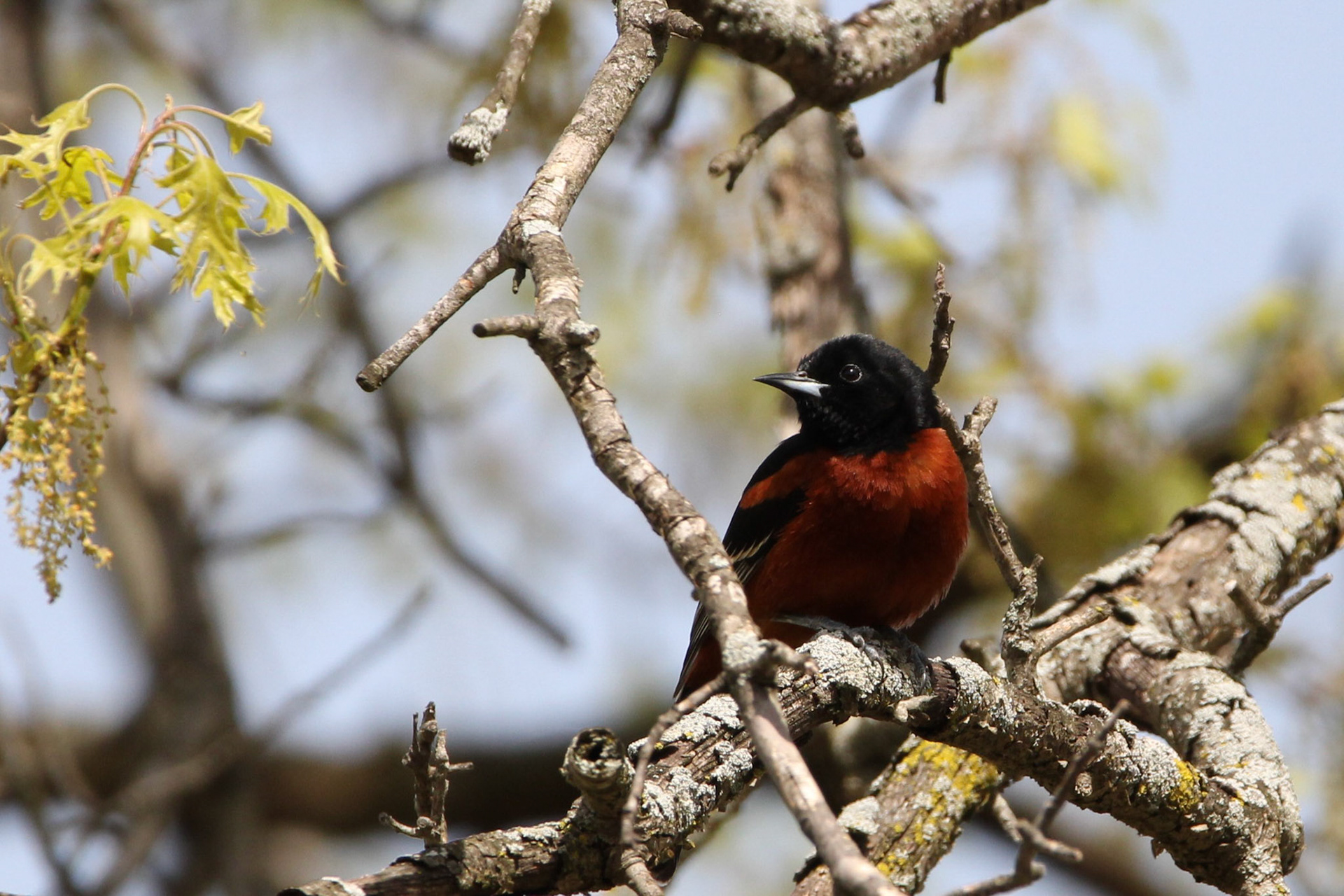 Orchard Oriole