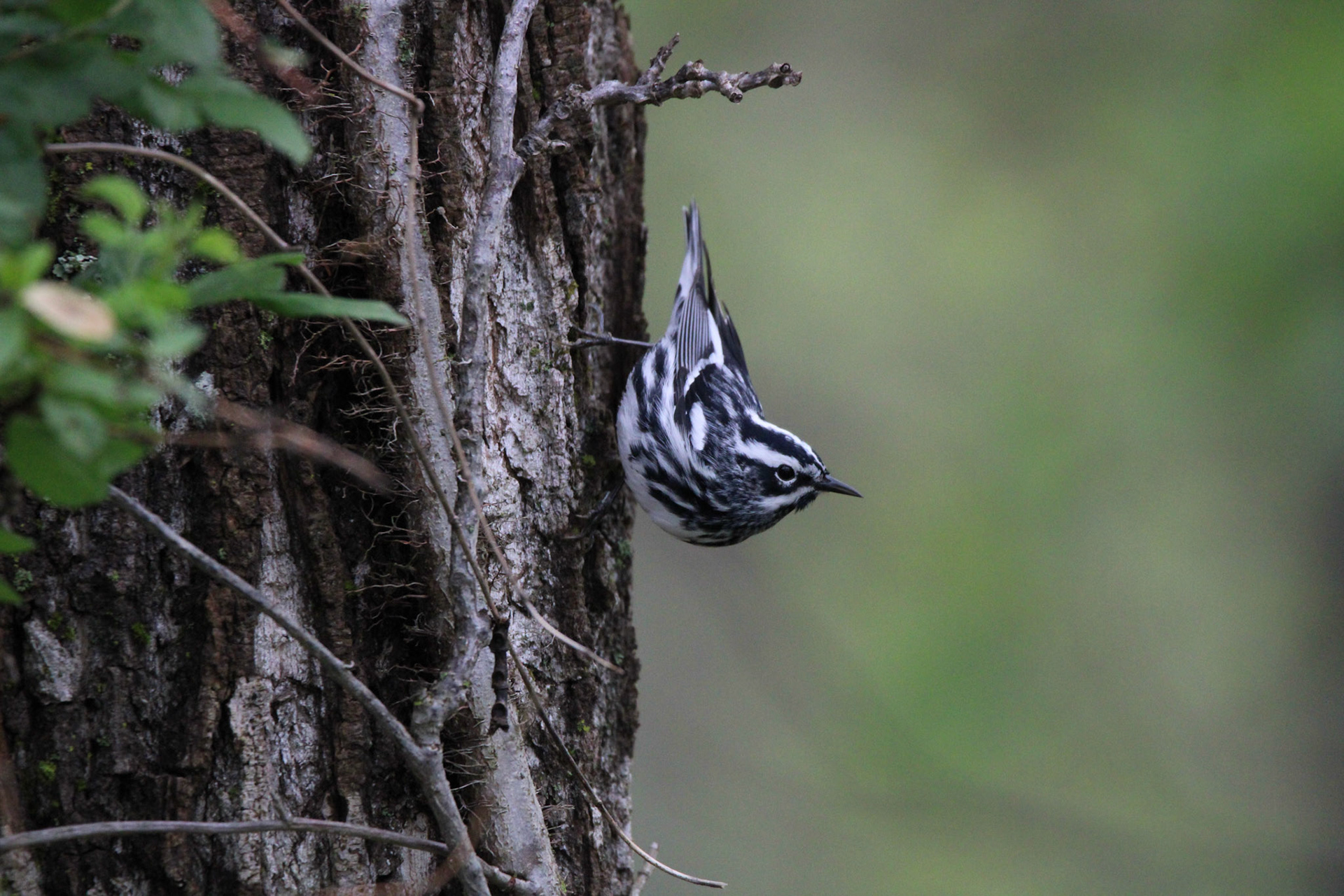 Black-and-white Warbler