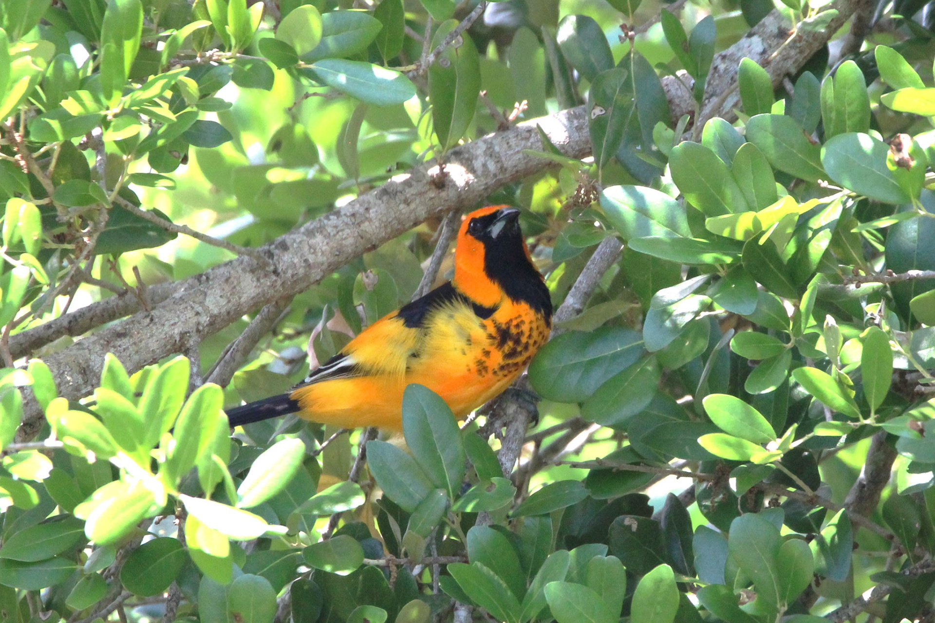 Spot-breasted Oriole - Pine Woods Park