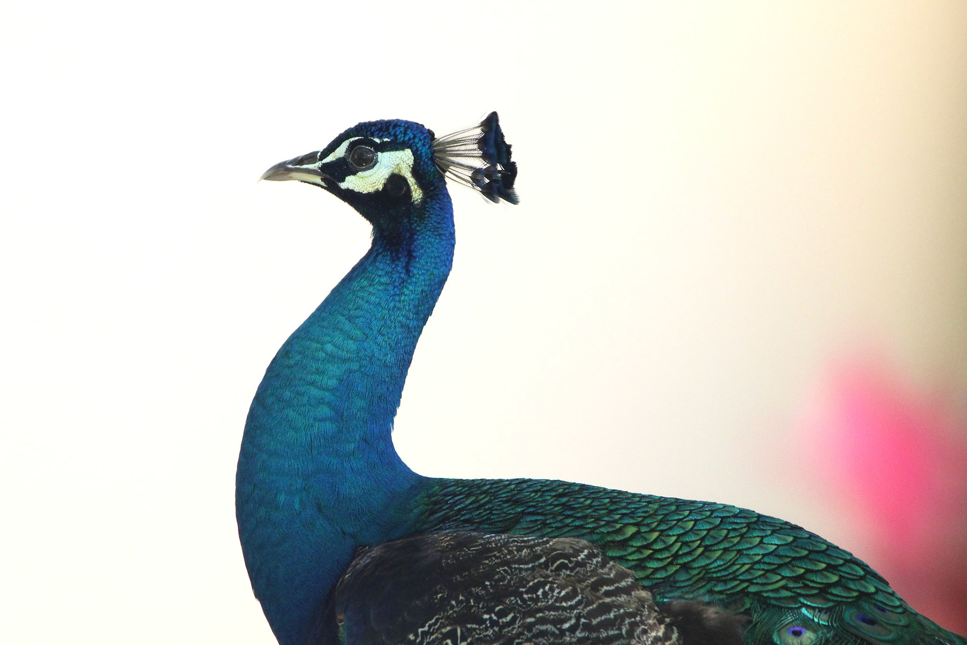 Indian Peafowl