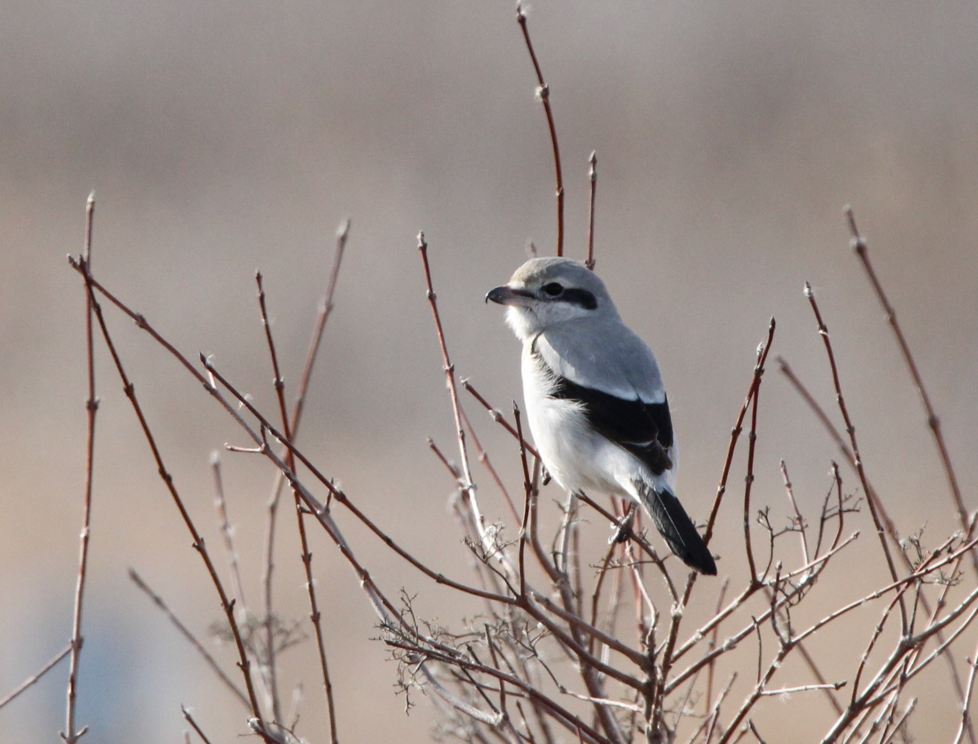 Northern Shrike
