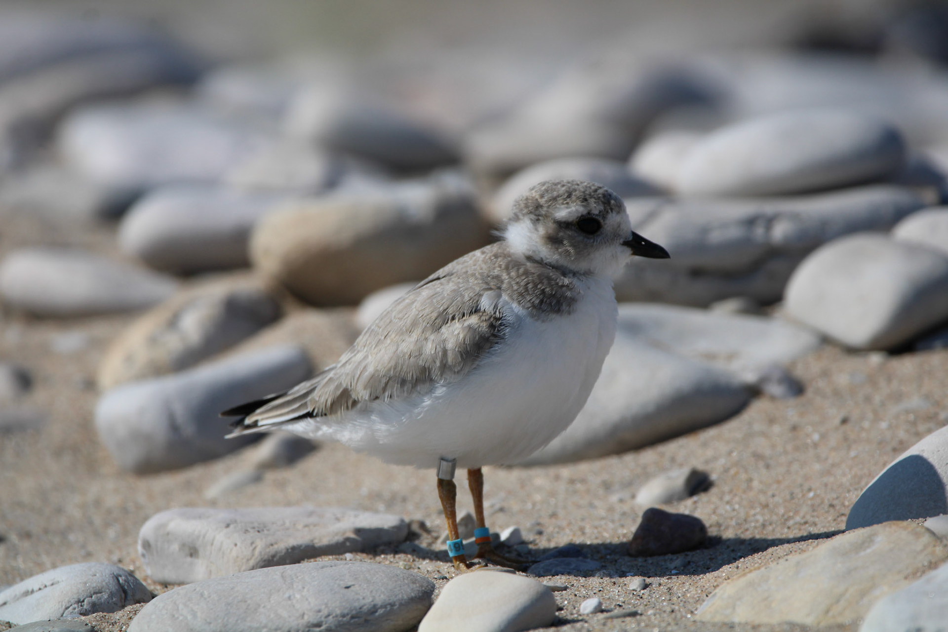Piping Plover